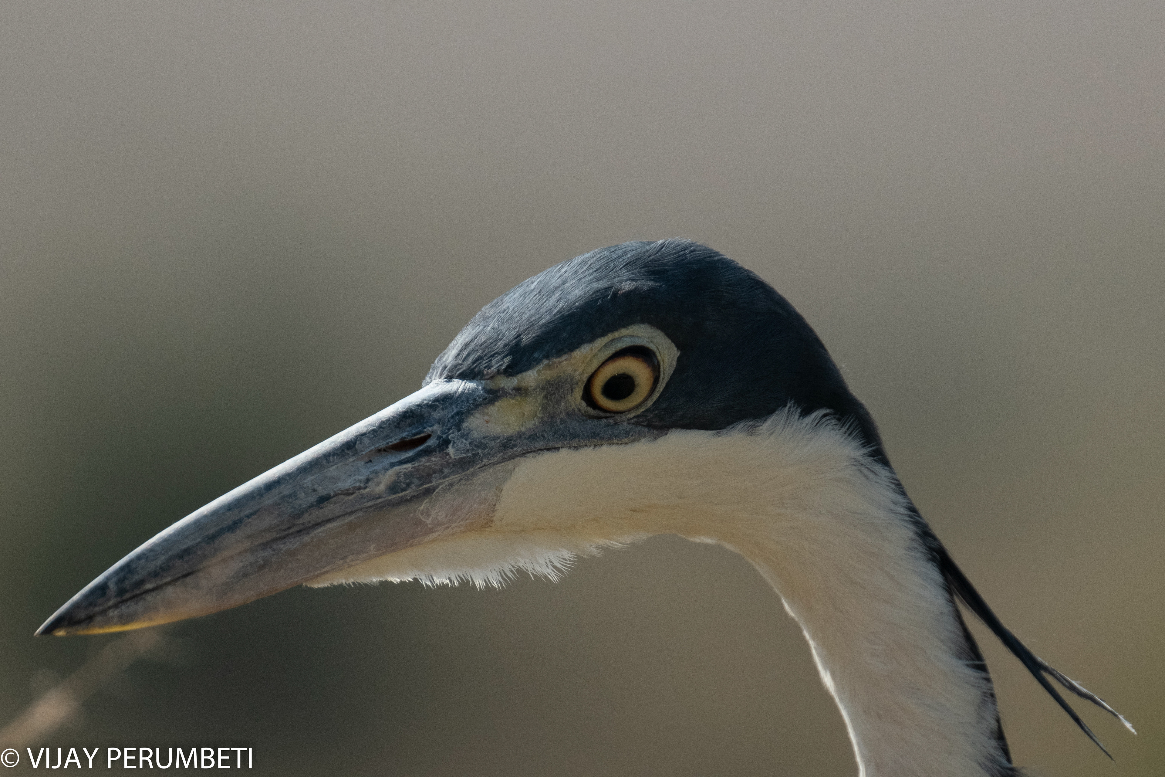 Black-headed Heron