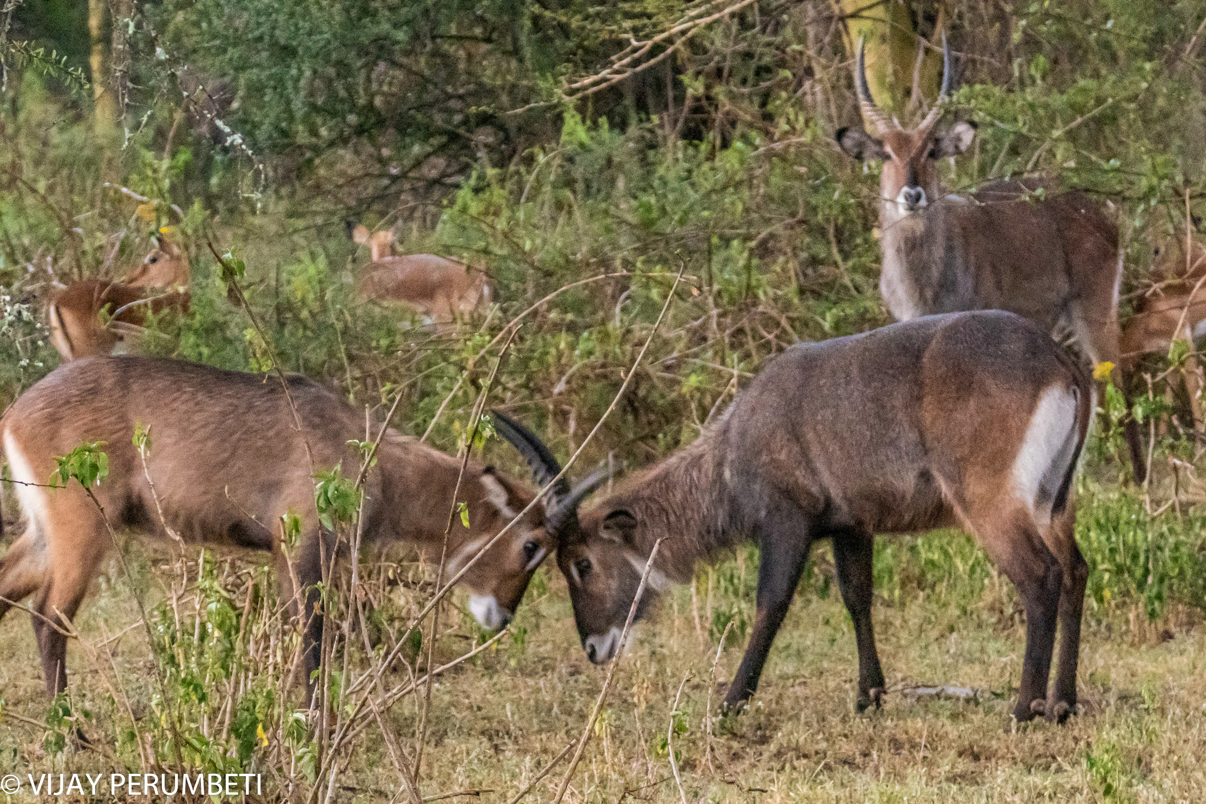Waterbuck