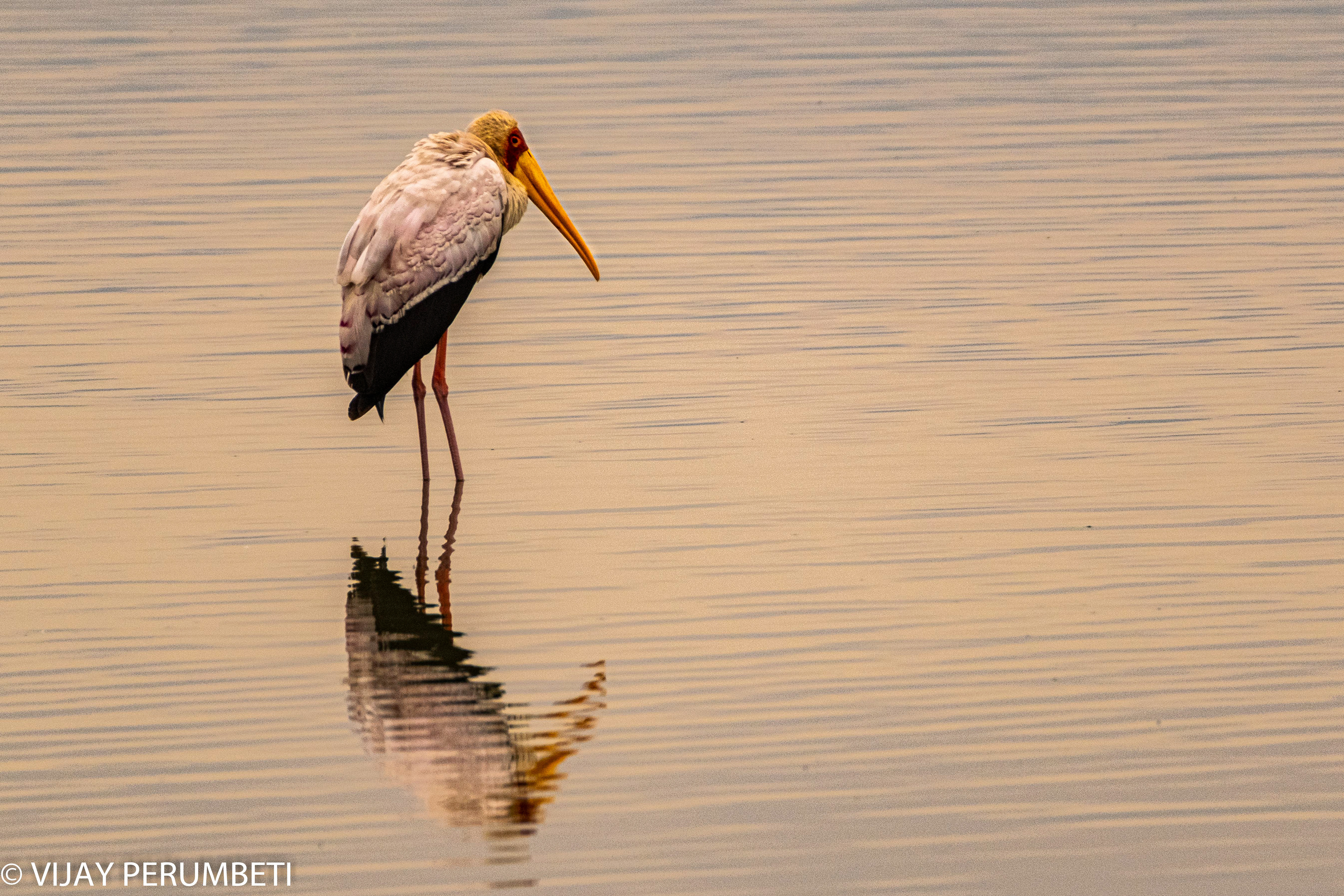 Yellow Billed Stork