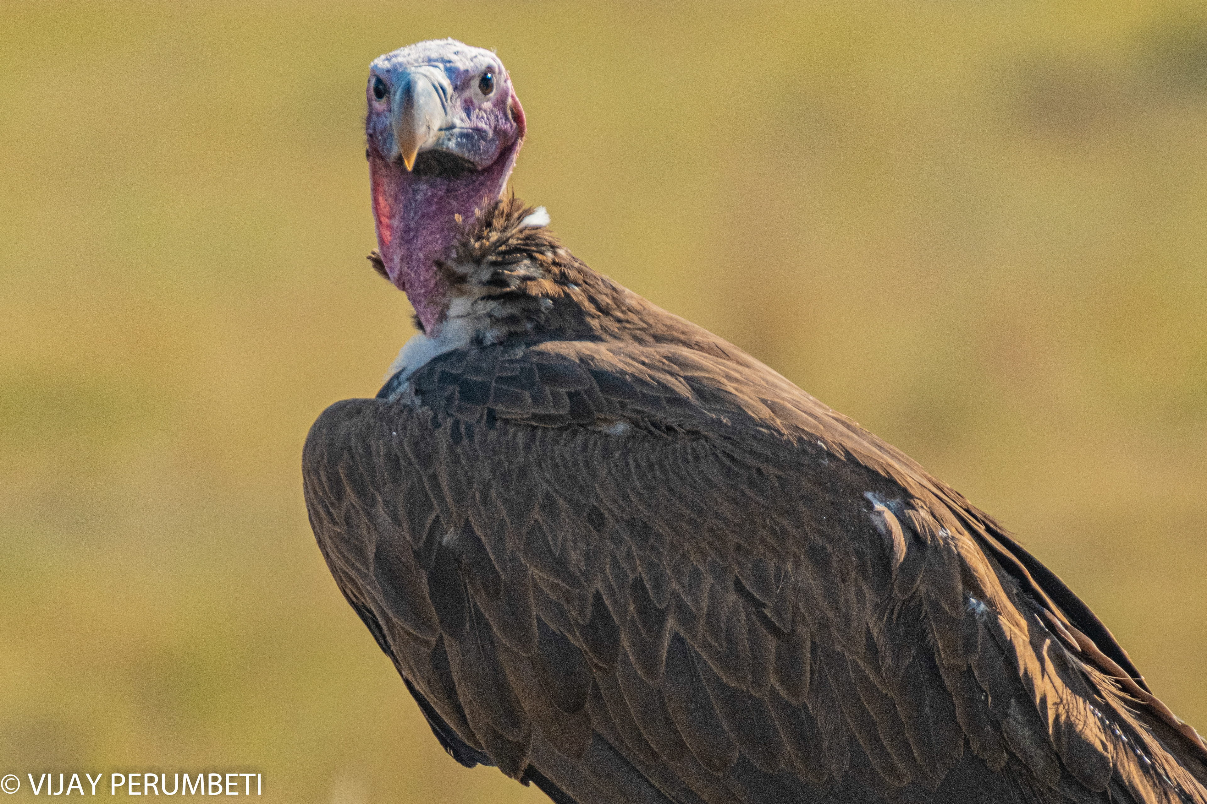 ?? Vulture