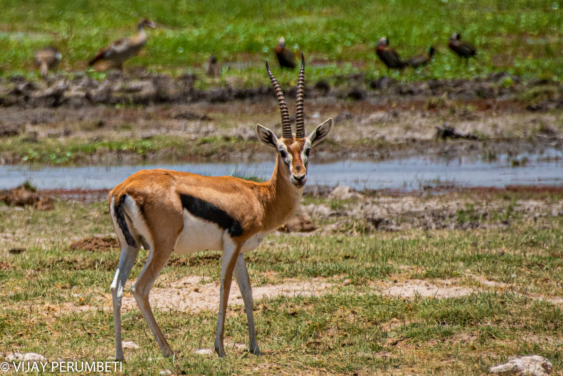 Thompson's Gazelle