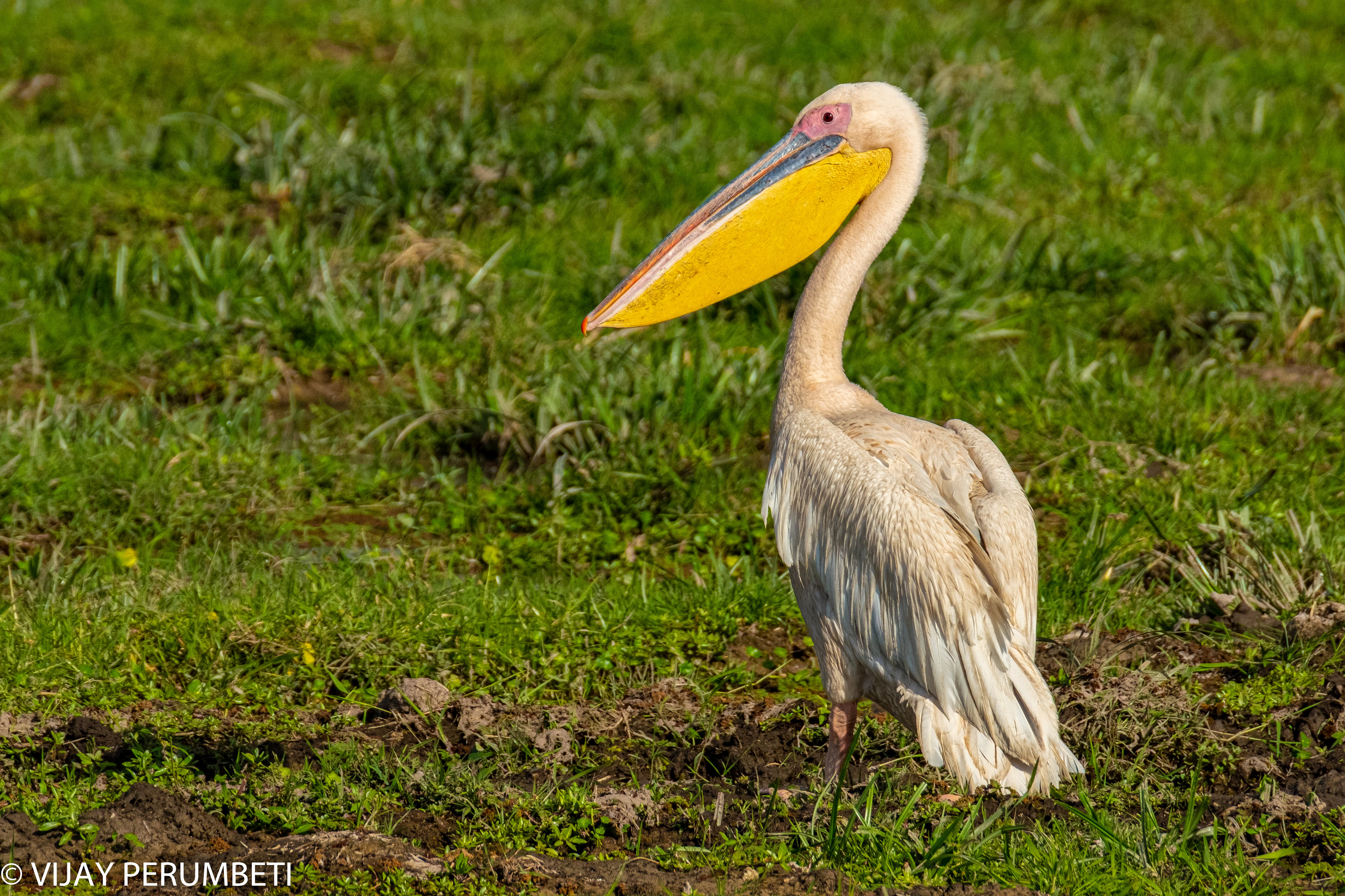Great White Pelican