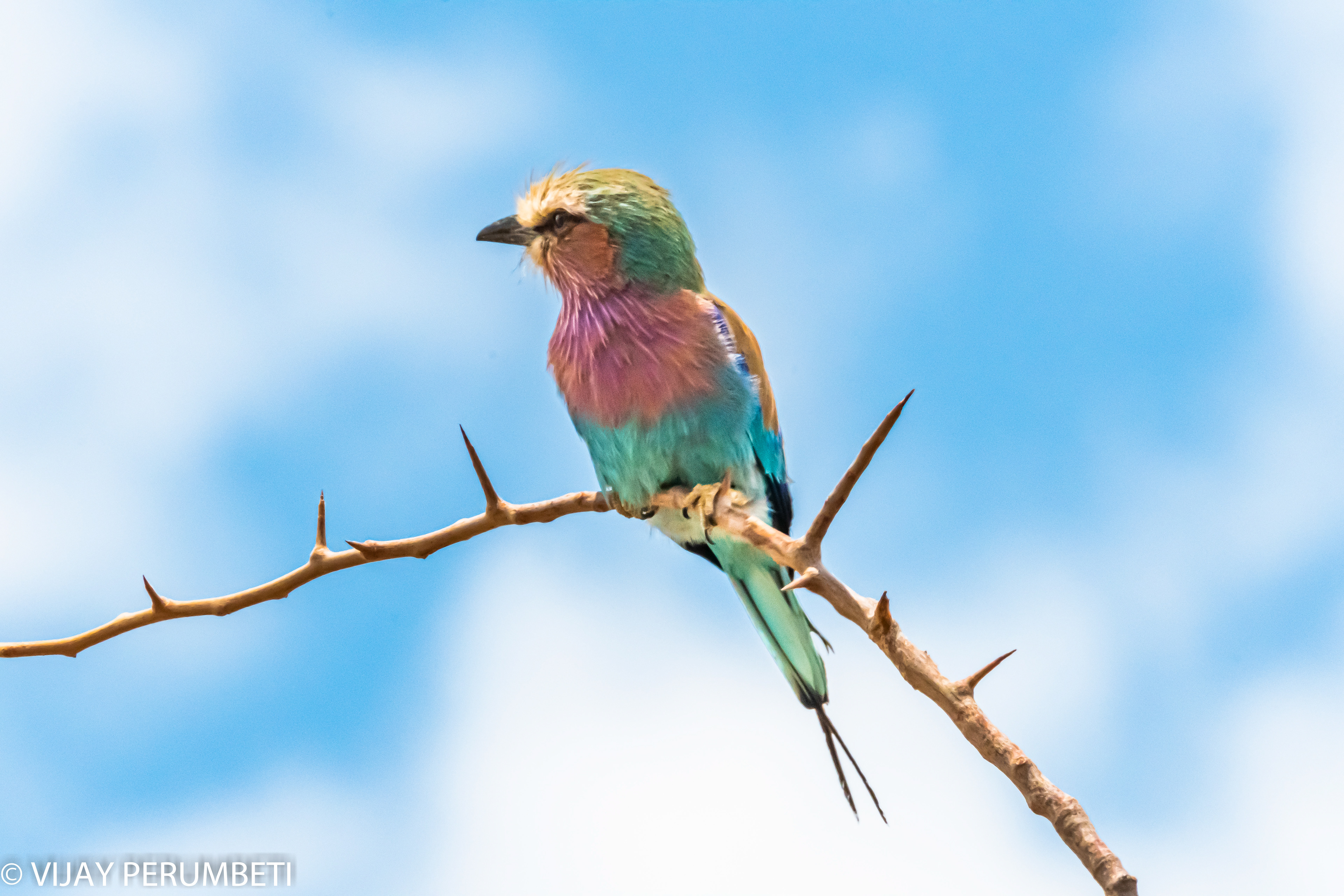 Lilac-Breasted Roller