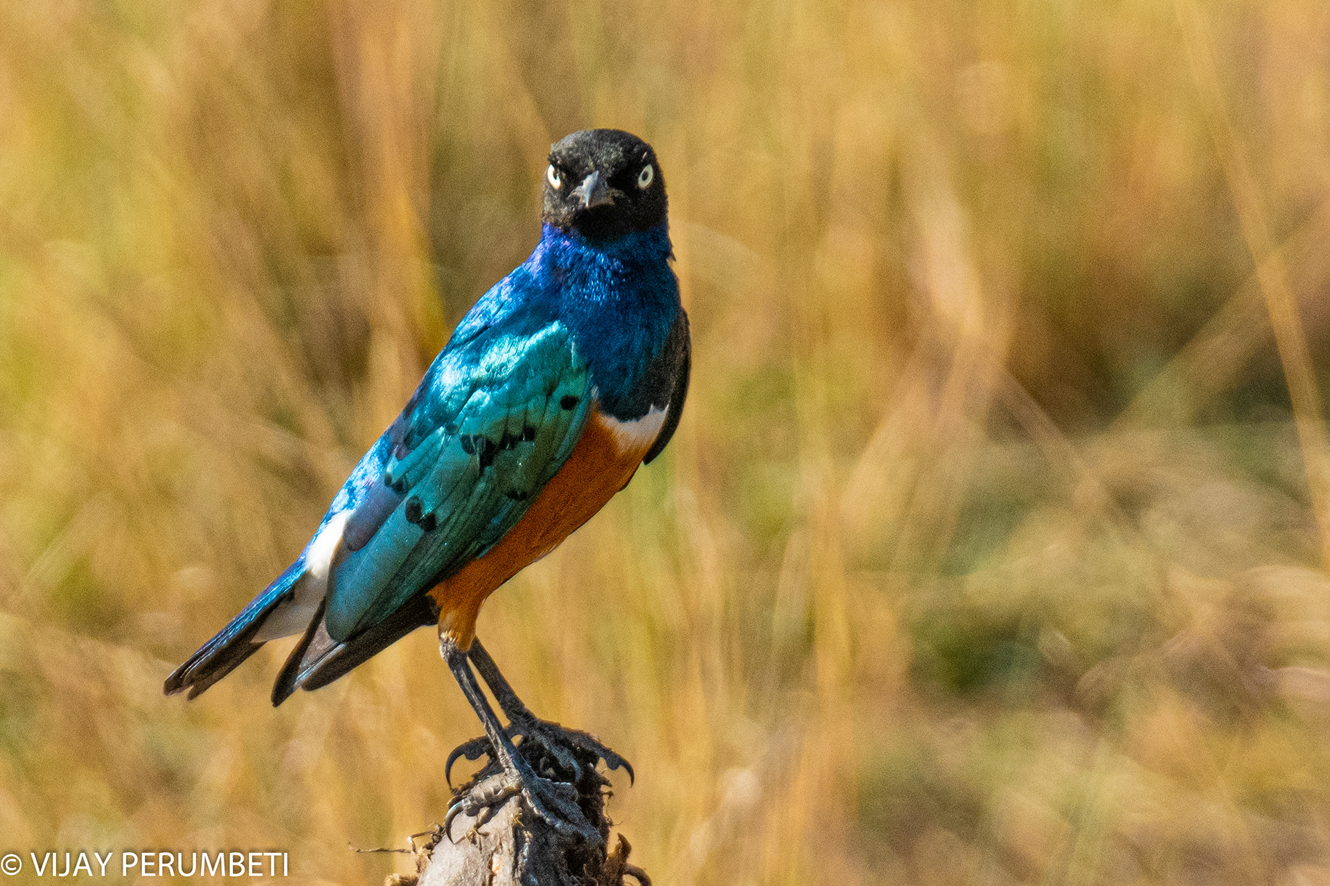 Superb Starling