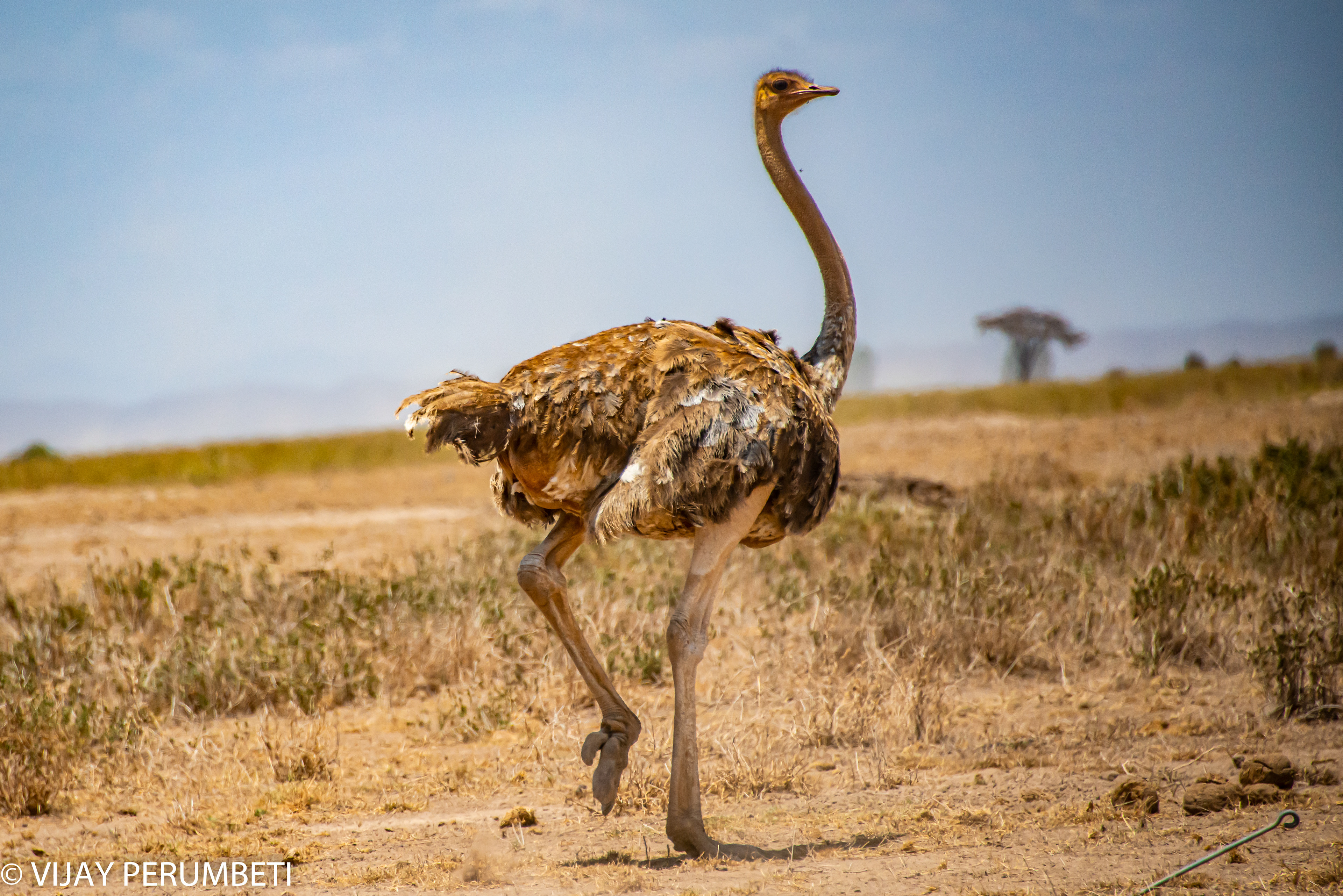 ?? Ostrich