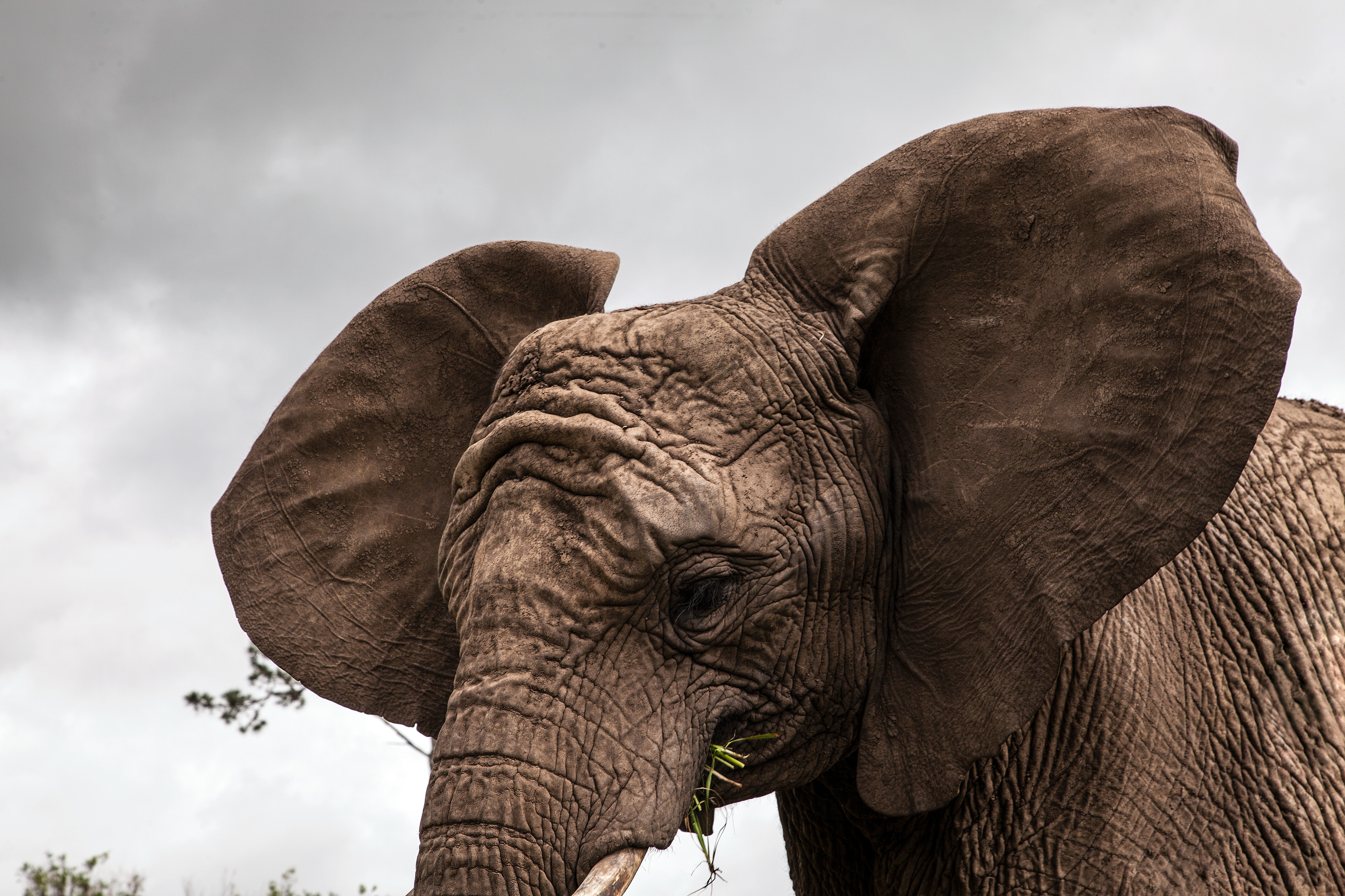 Thandi the Elephant Side, South Africa