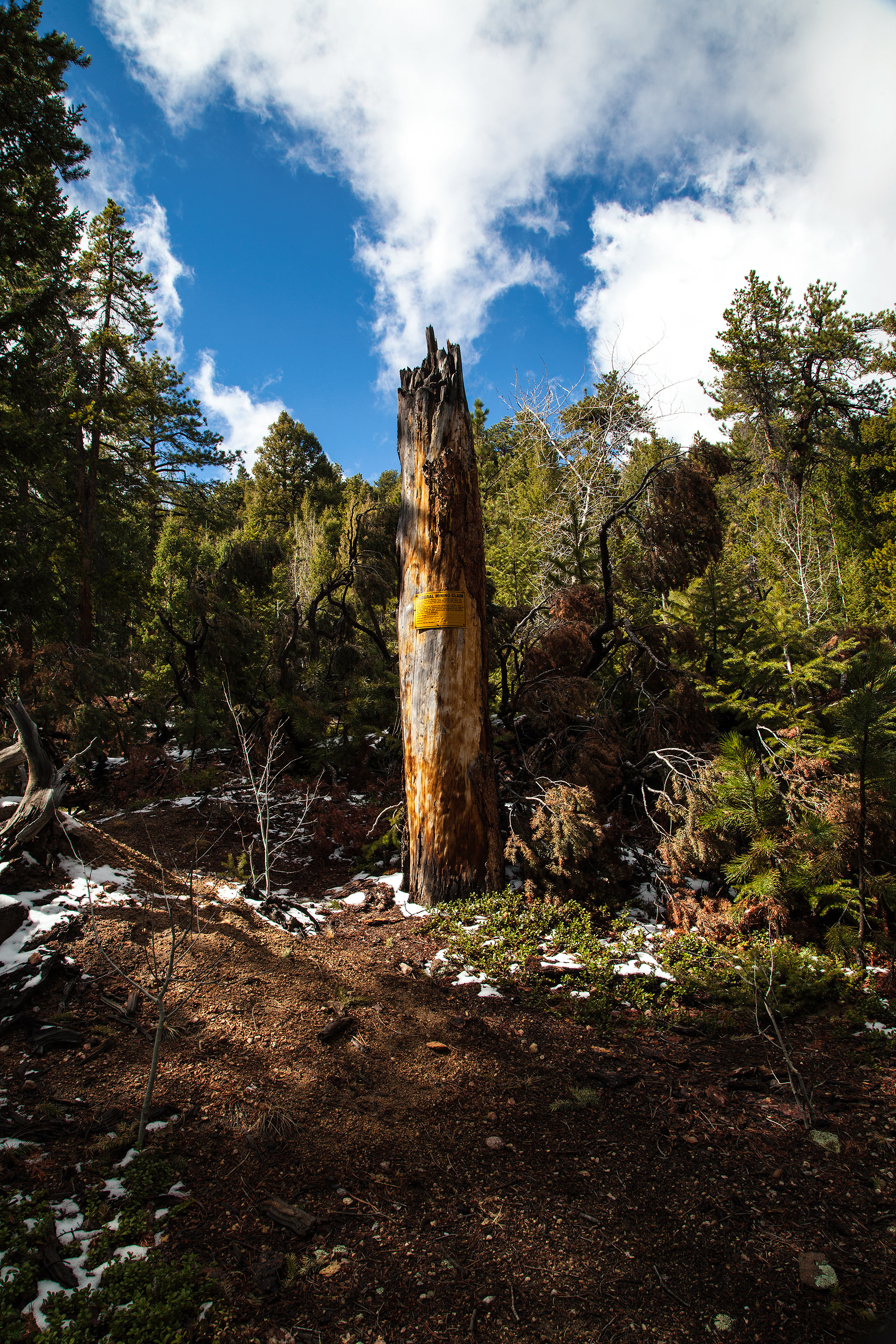 Tree on Colorado Trail