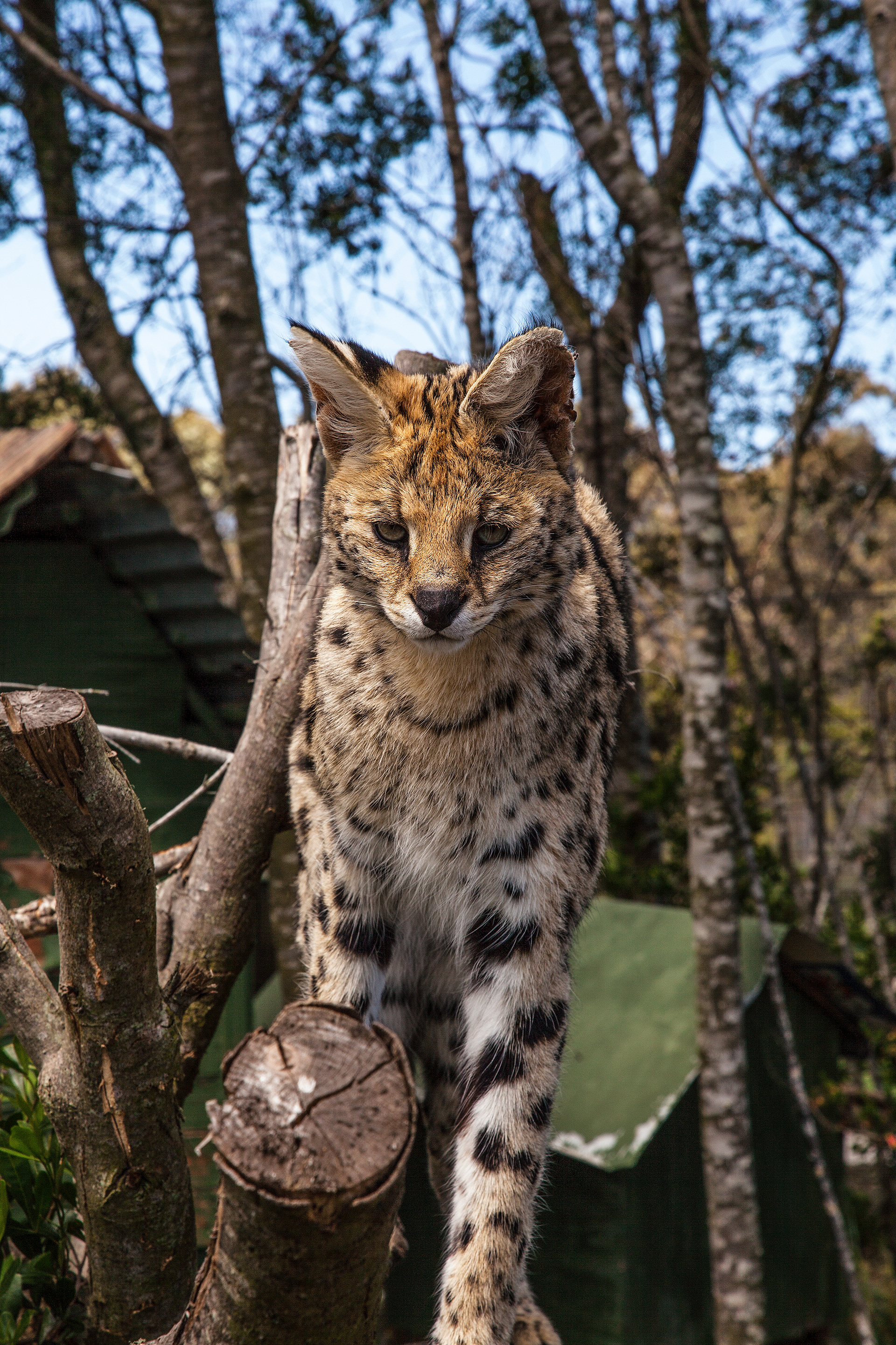 Serval Cat, South Africa