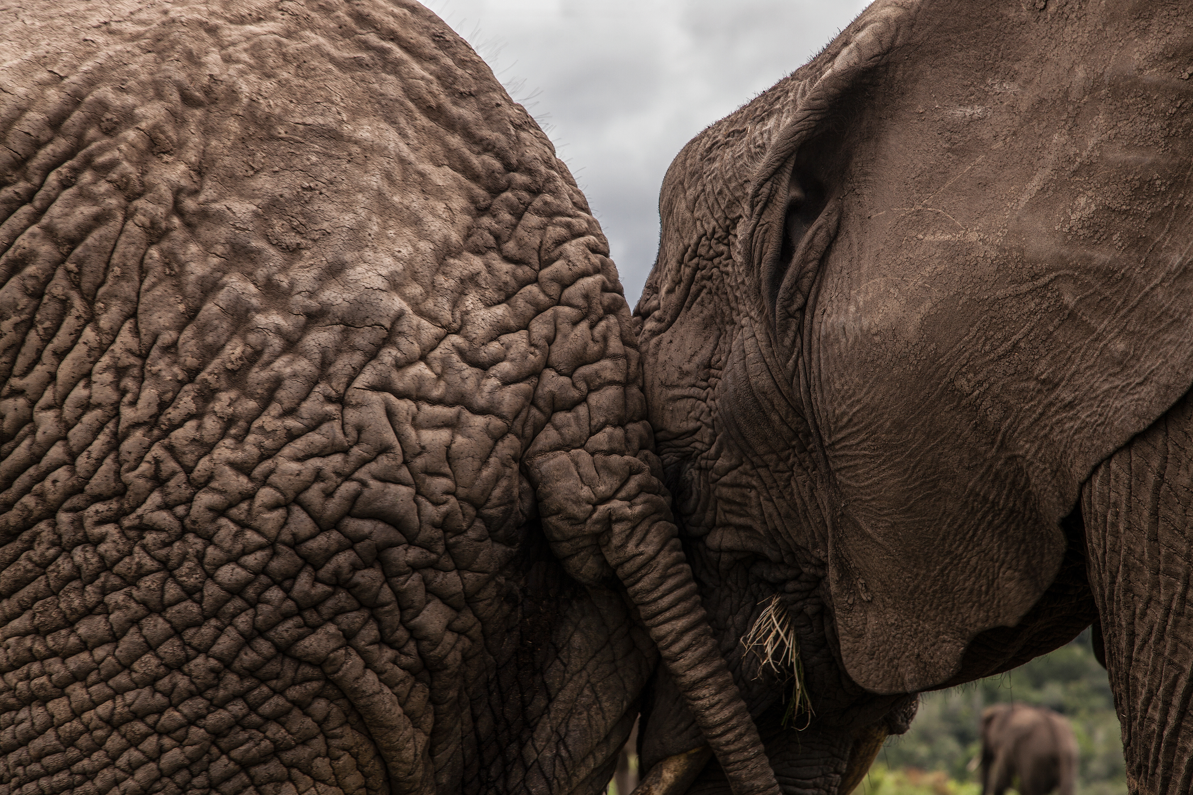 Knysna Elephants, South Africa