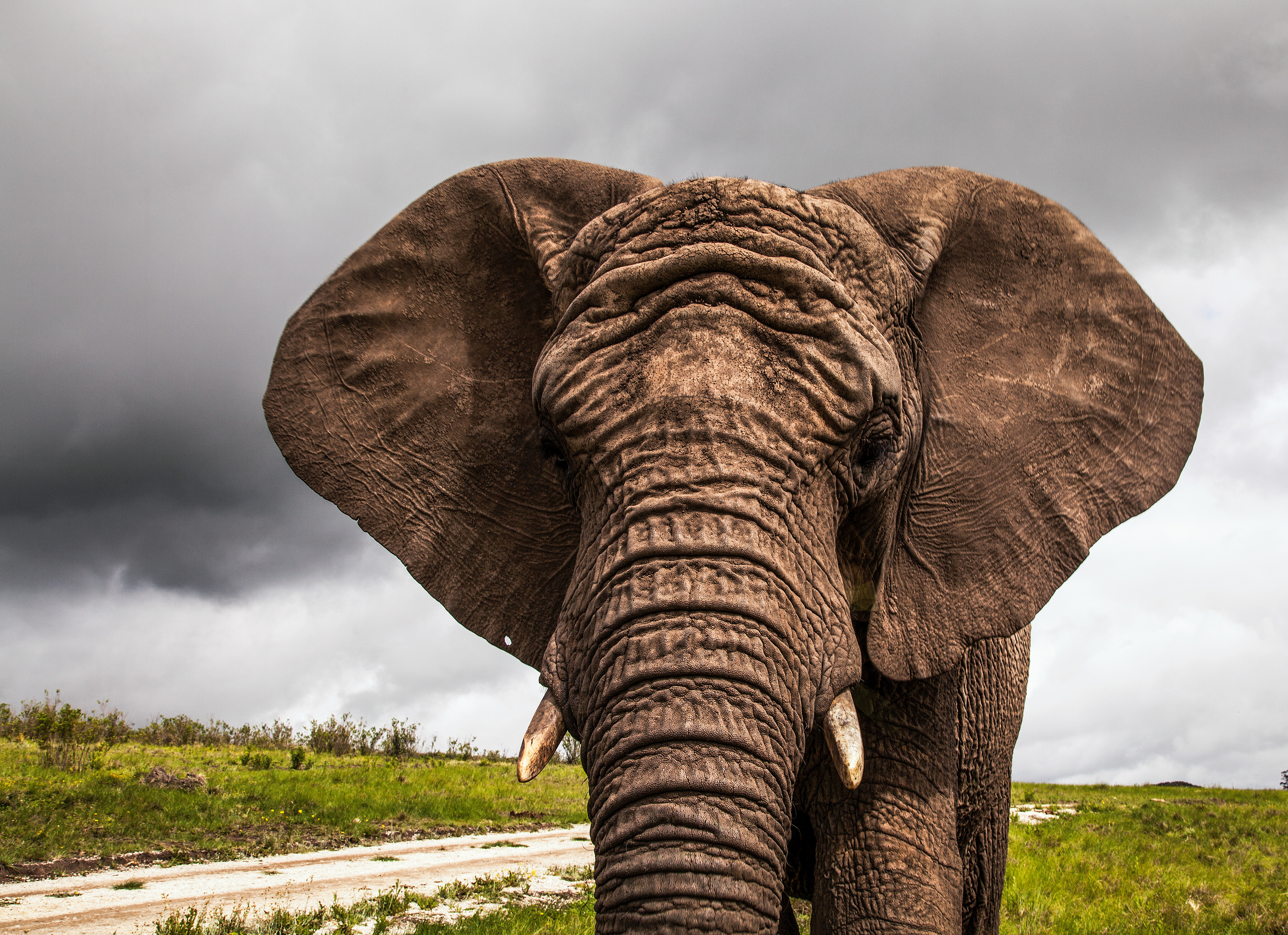 Thandi the Elephant Frontal, South Africa