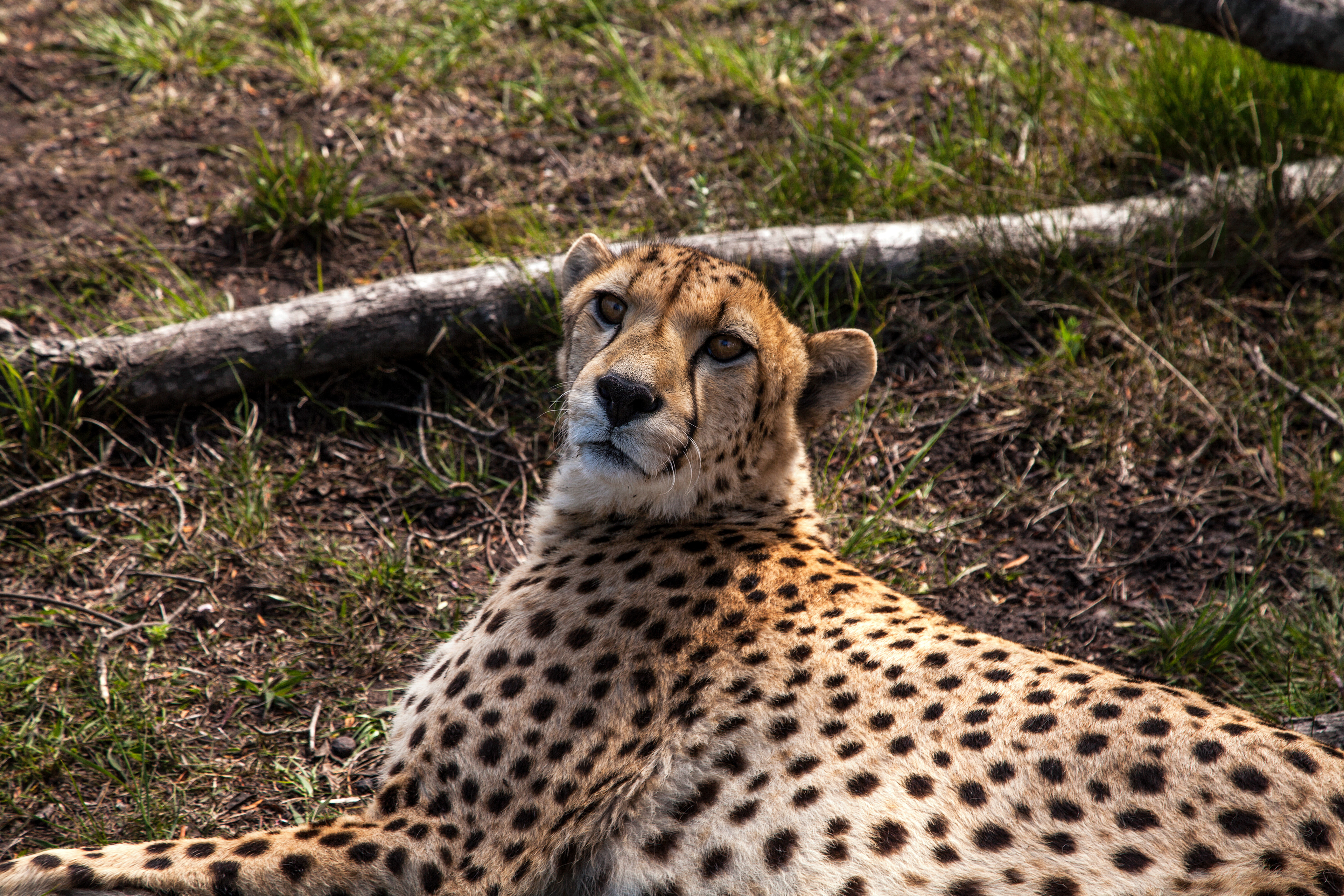 Cheetah, South Africa