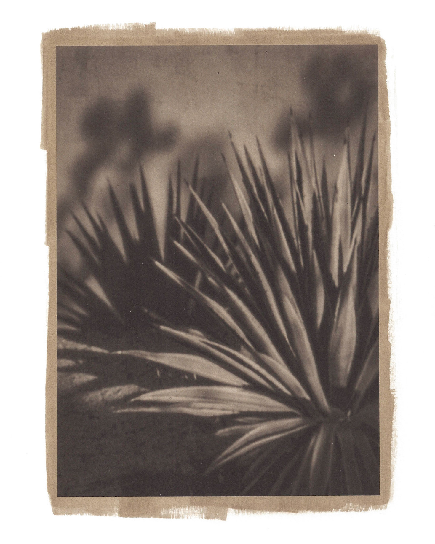 Shadow Garden--A Sharp Delineation