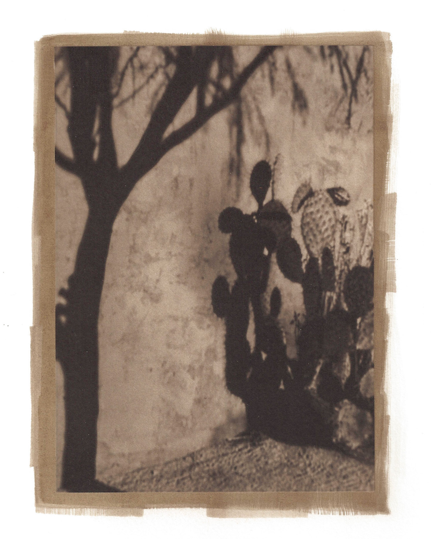 Shadow Garden--Limited Perspective