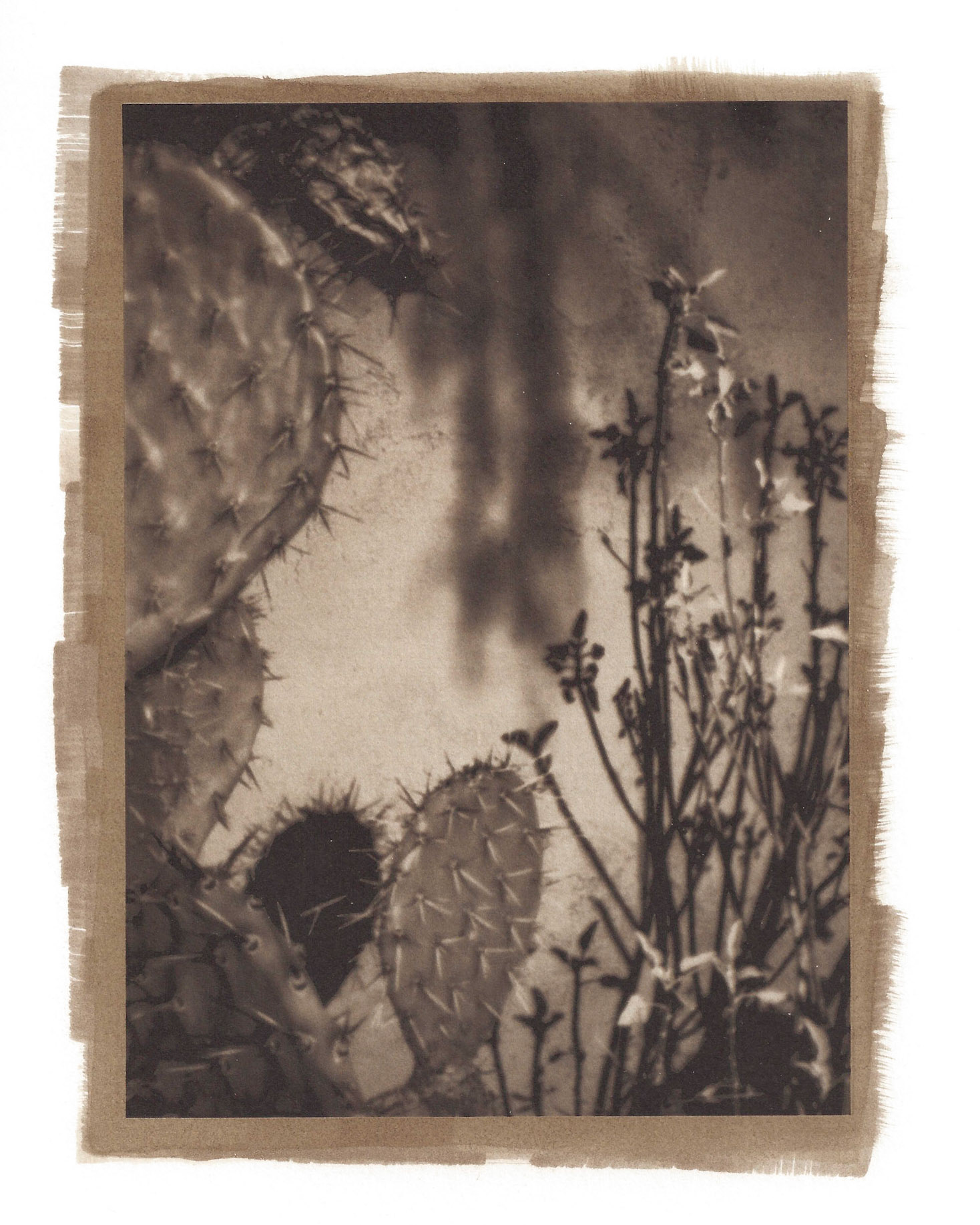 Shadow Garden--The Danger of Closer Inspection