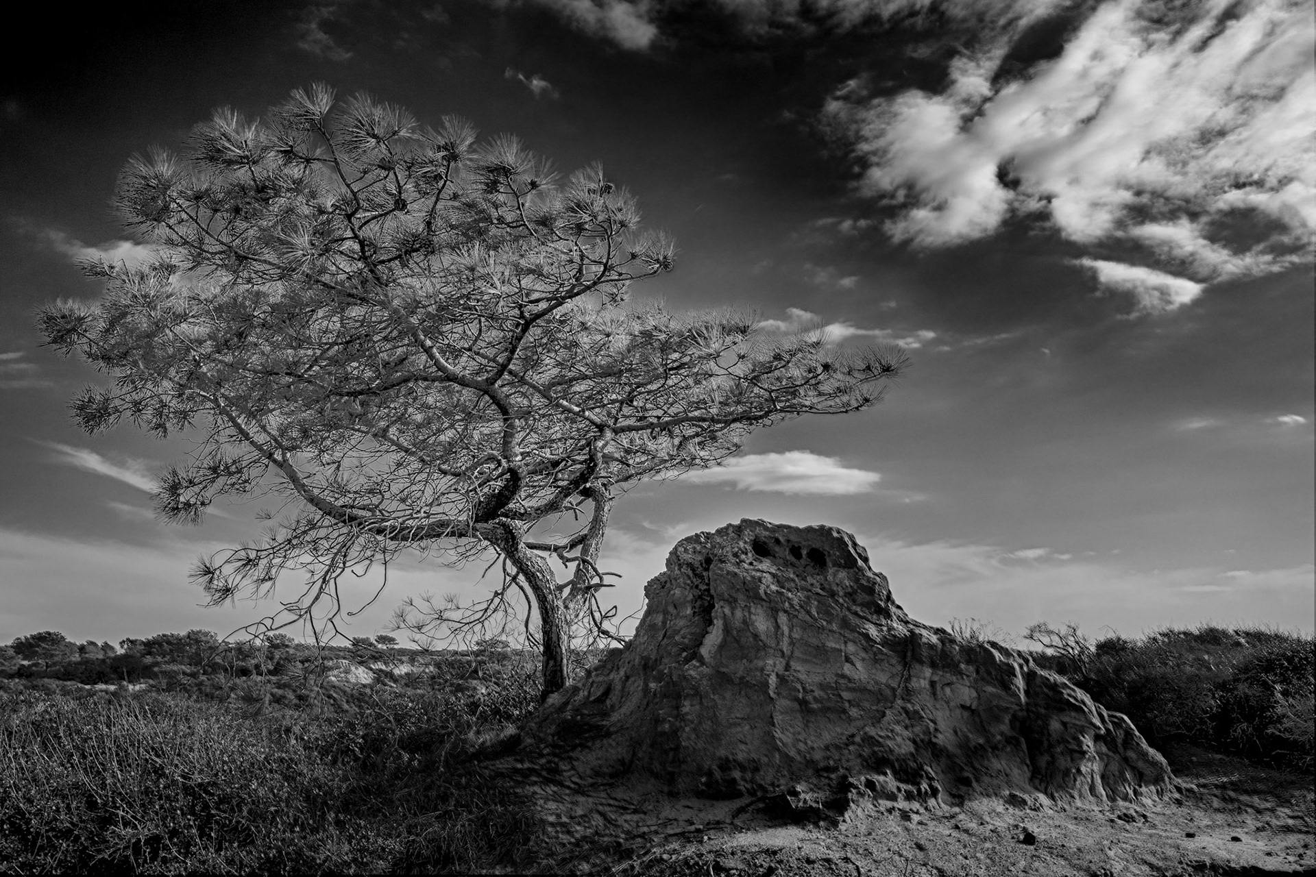 Torrey Pine