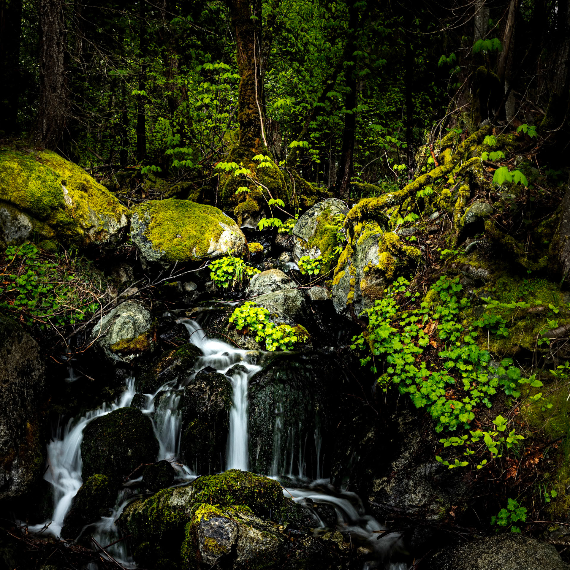Yuba Spring