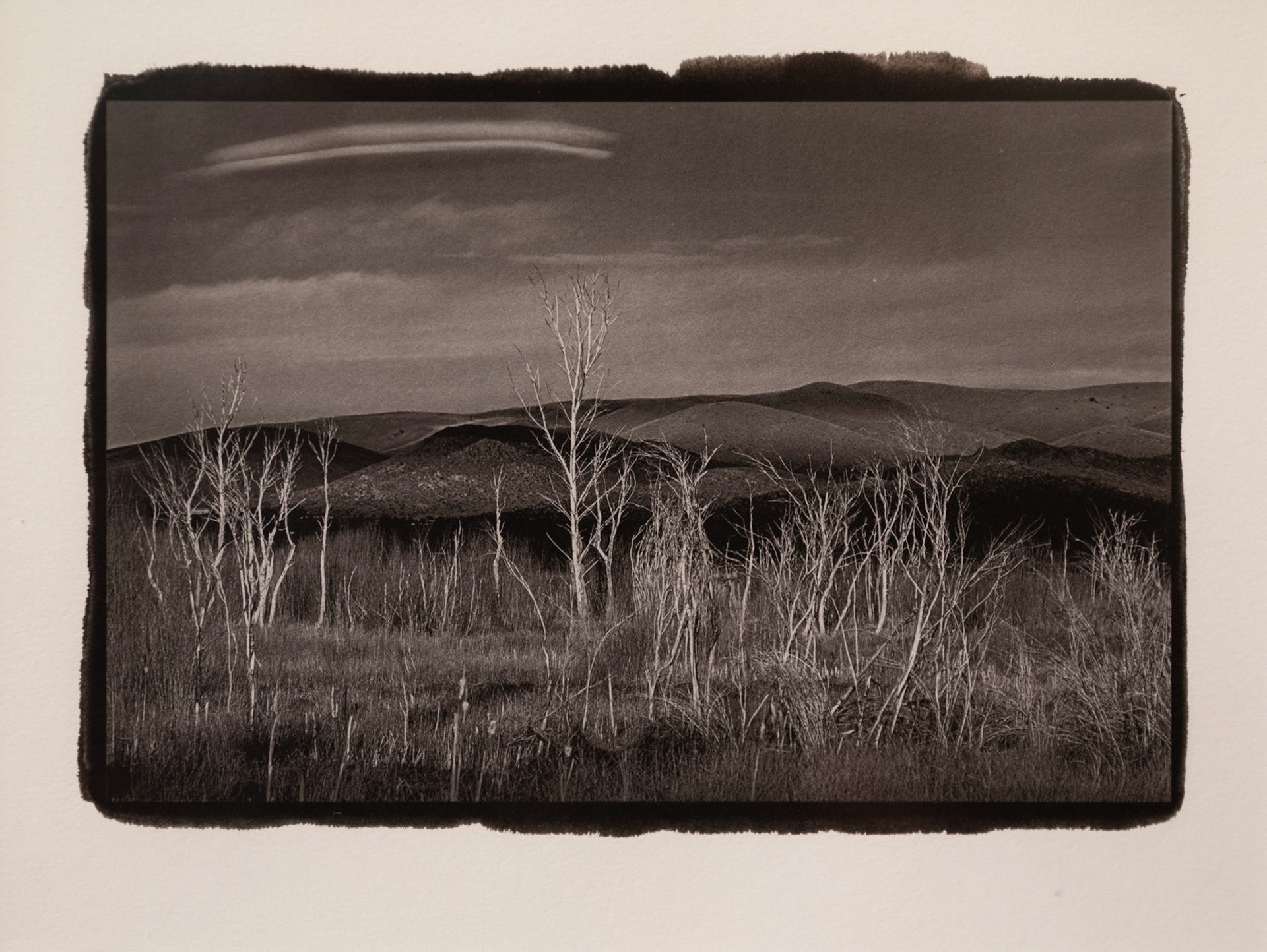 Skelton Forest
