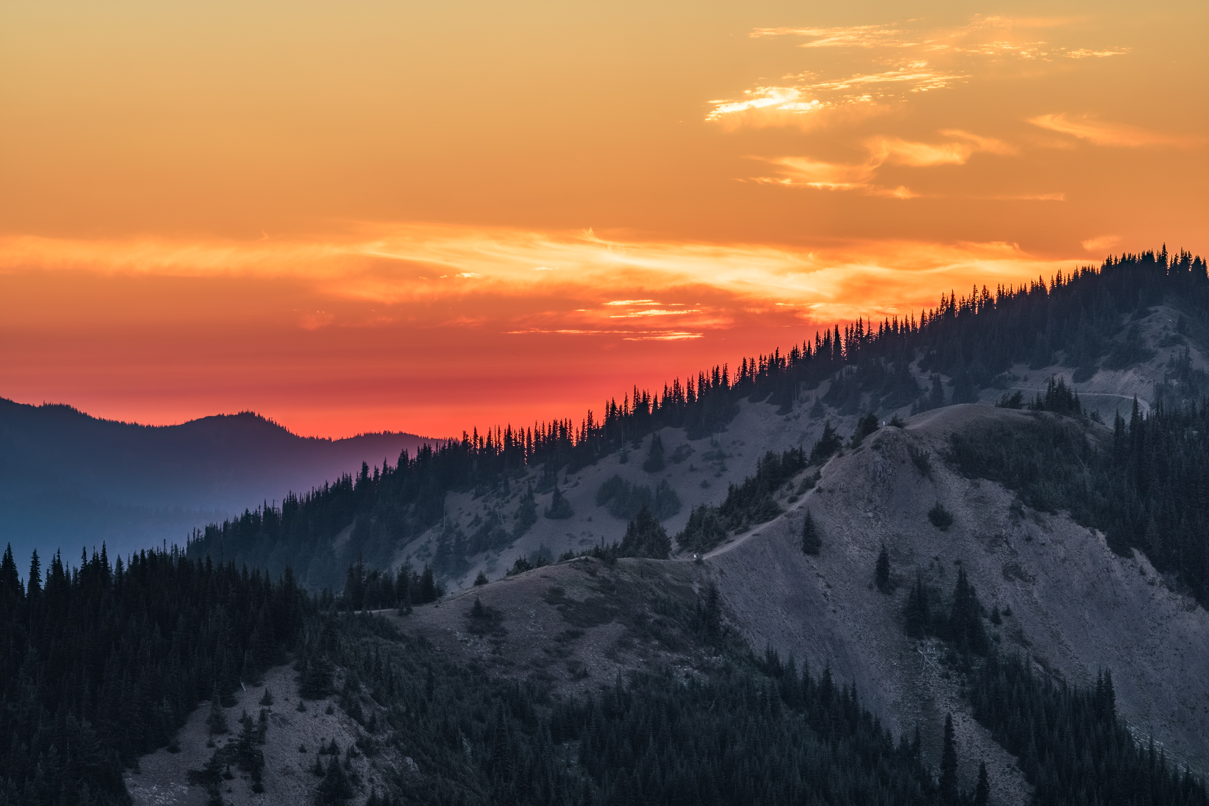 Hurricane Ridge - Olympic National Park