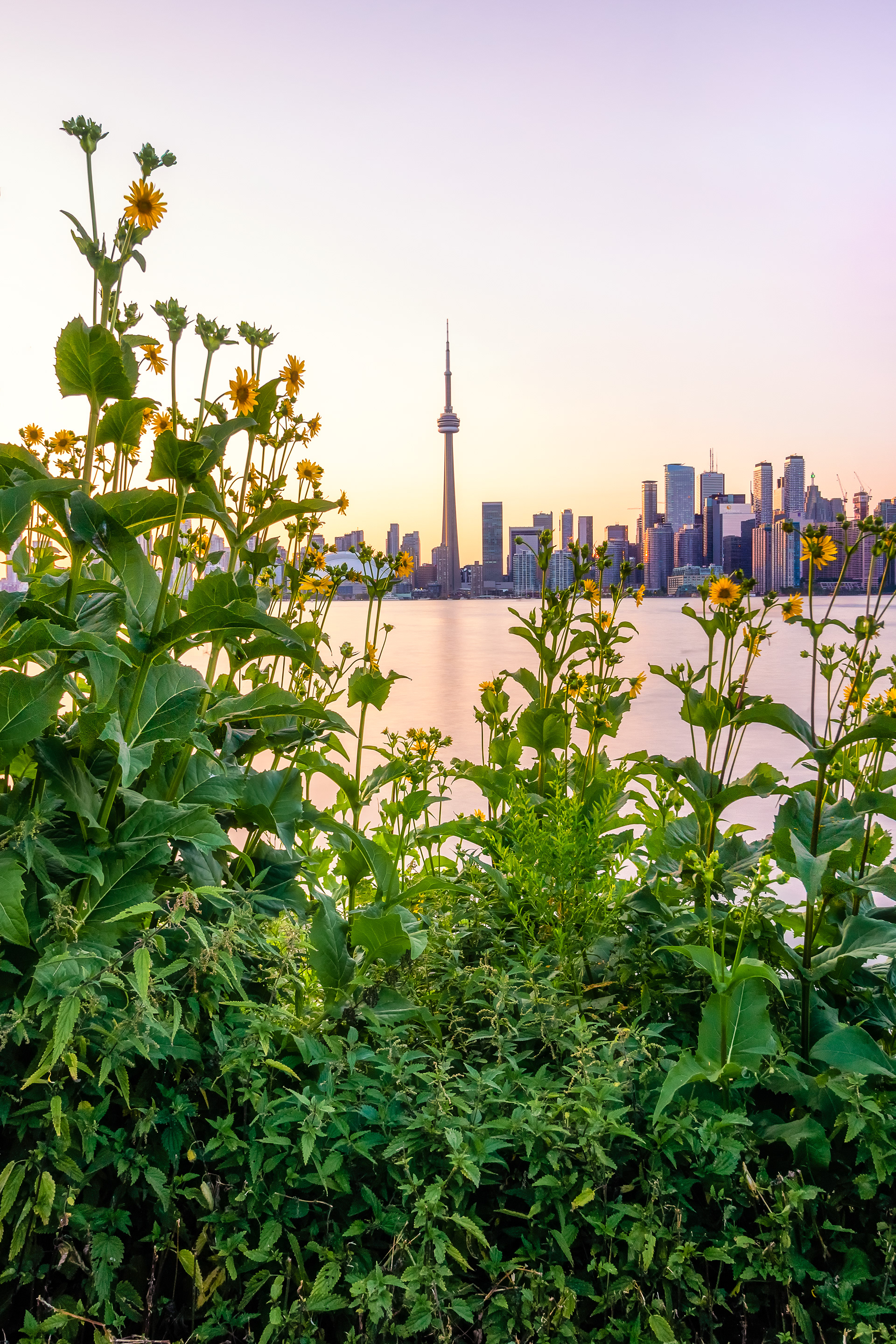 Summer Skyline