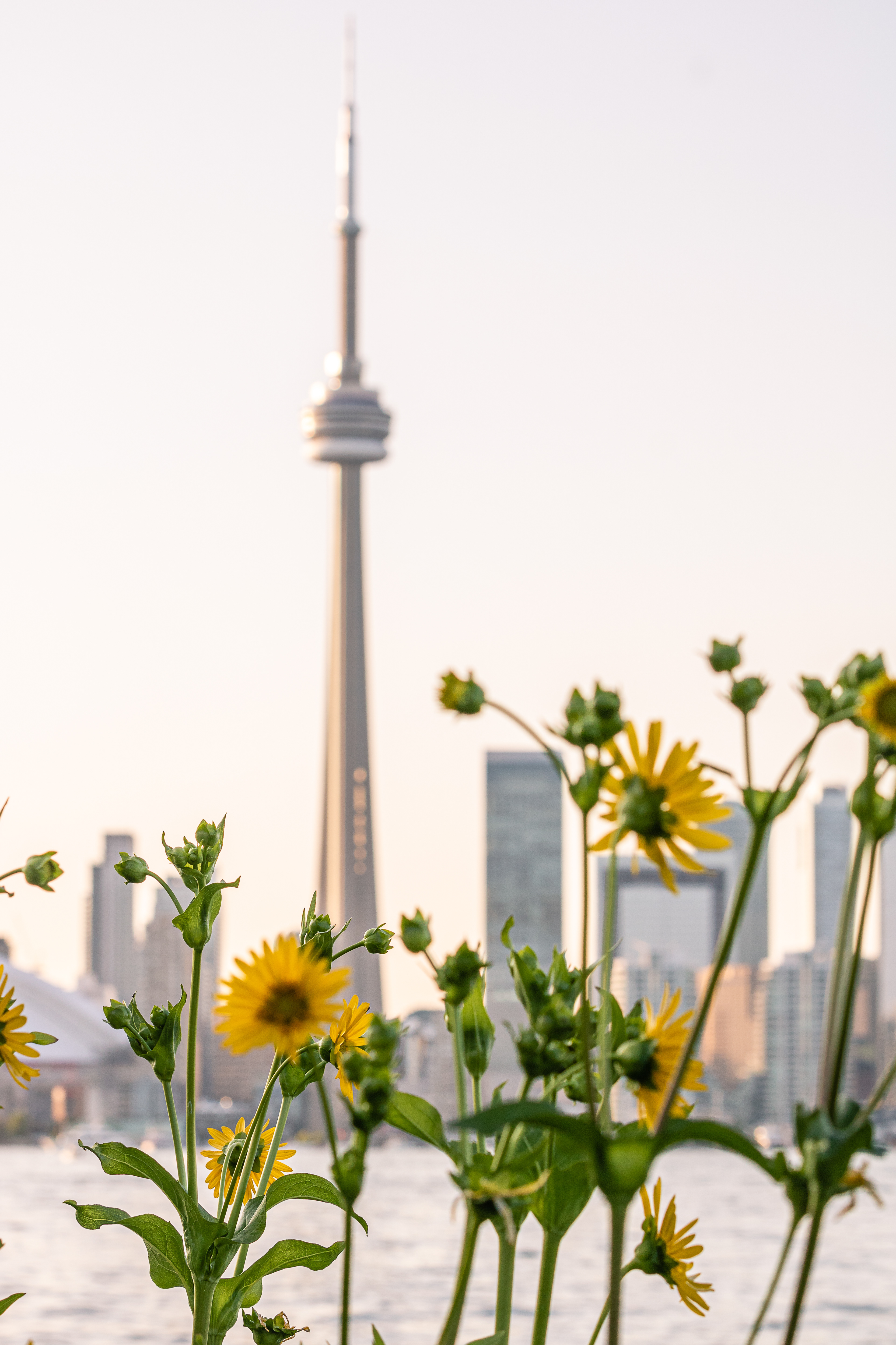 Summer CN Tower
