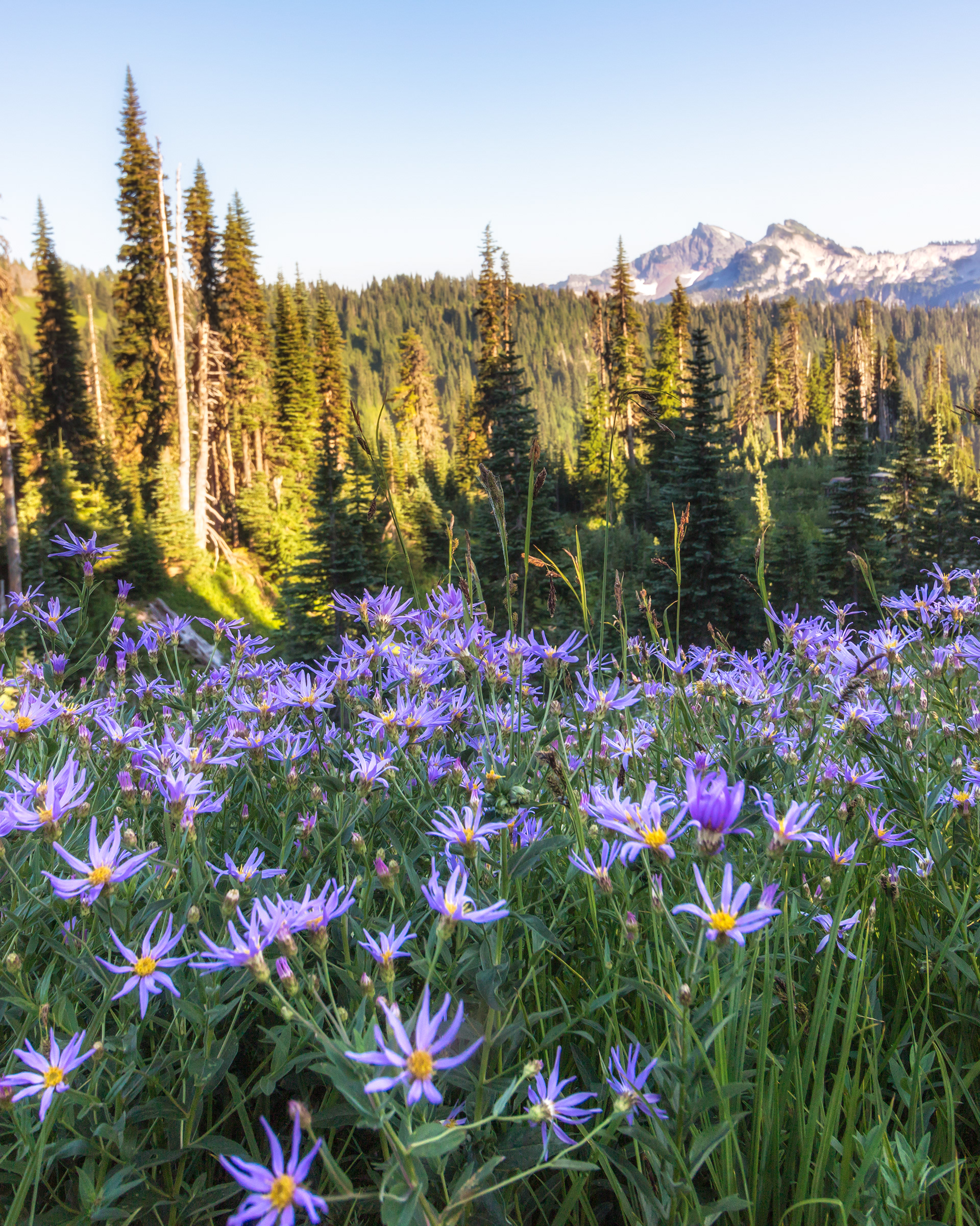 Sunrise Point - Mount Rainier National Park
