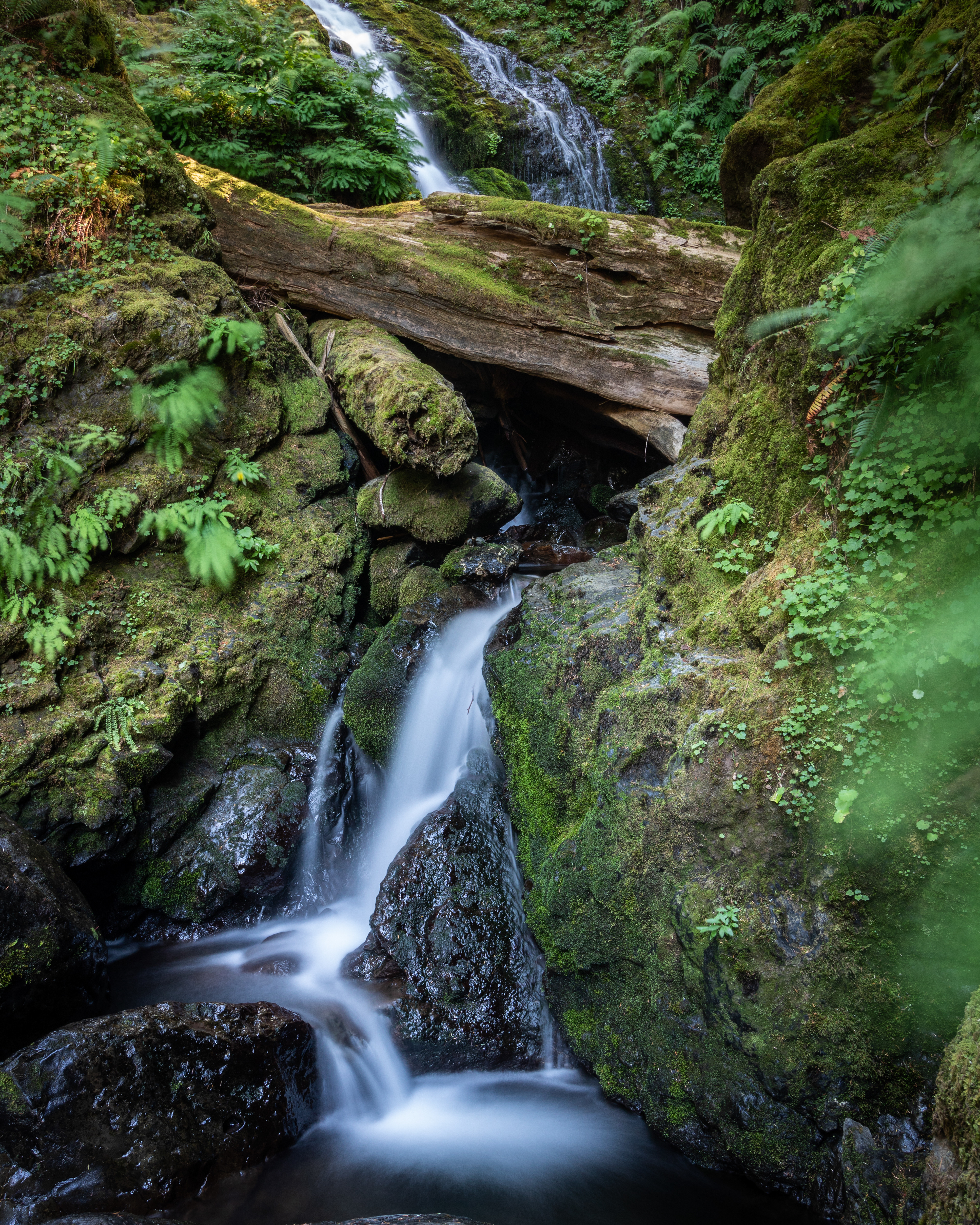 Quinalt Rain Forest - Olympic National Park 
