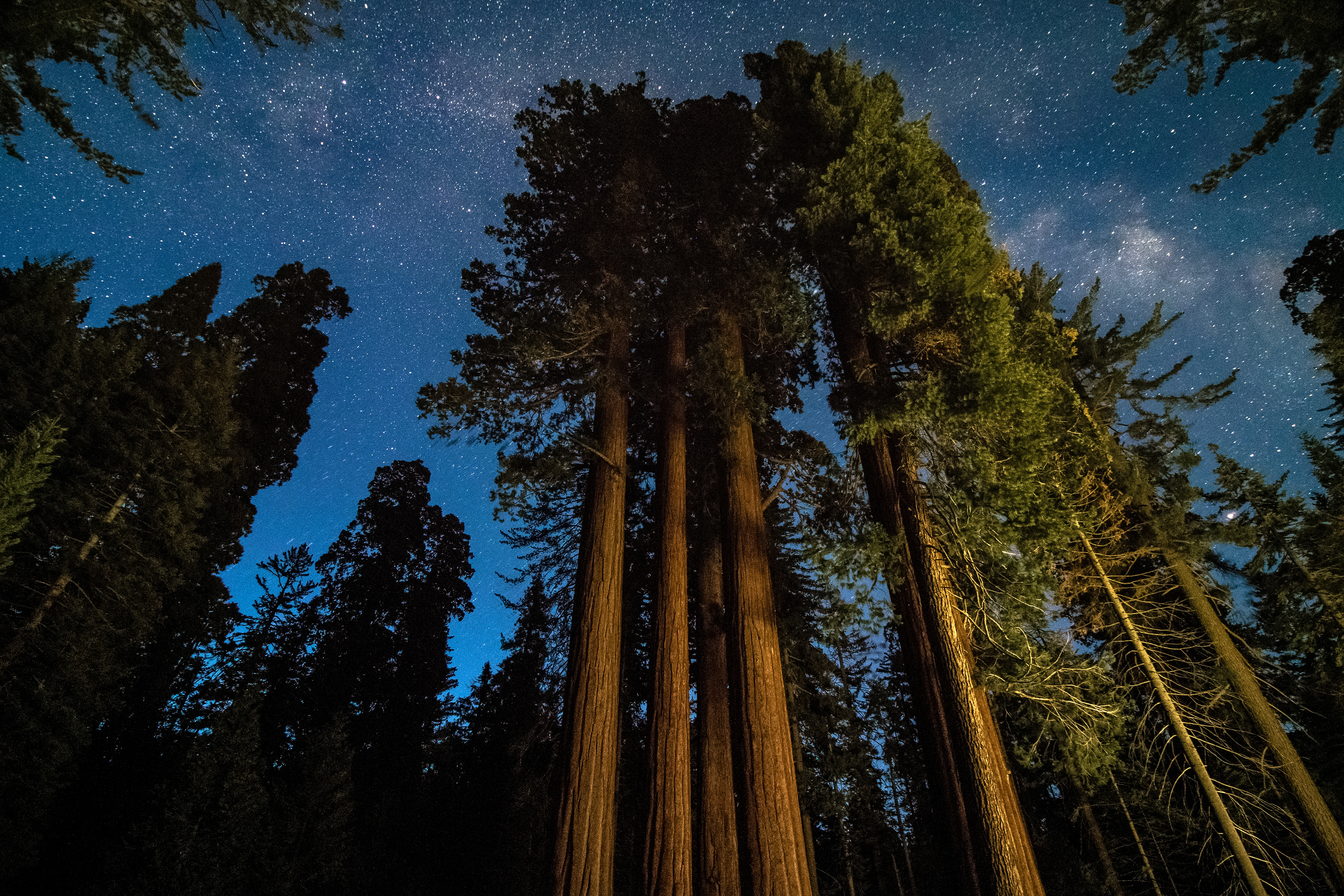 Milky Way Through The Giants - Sequoia National Park