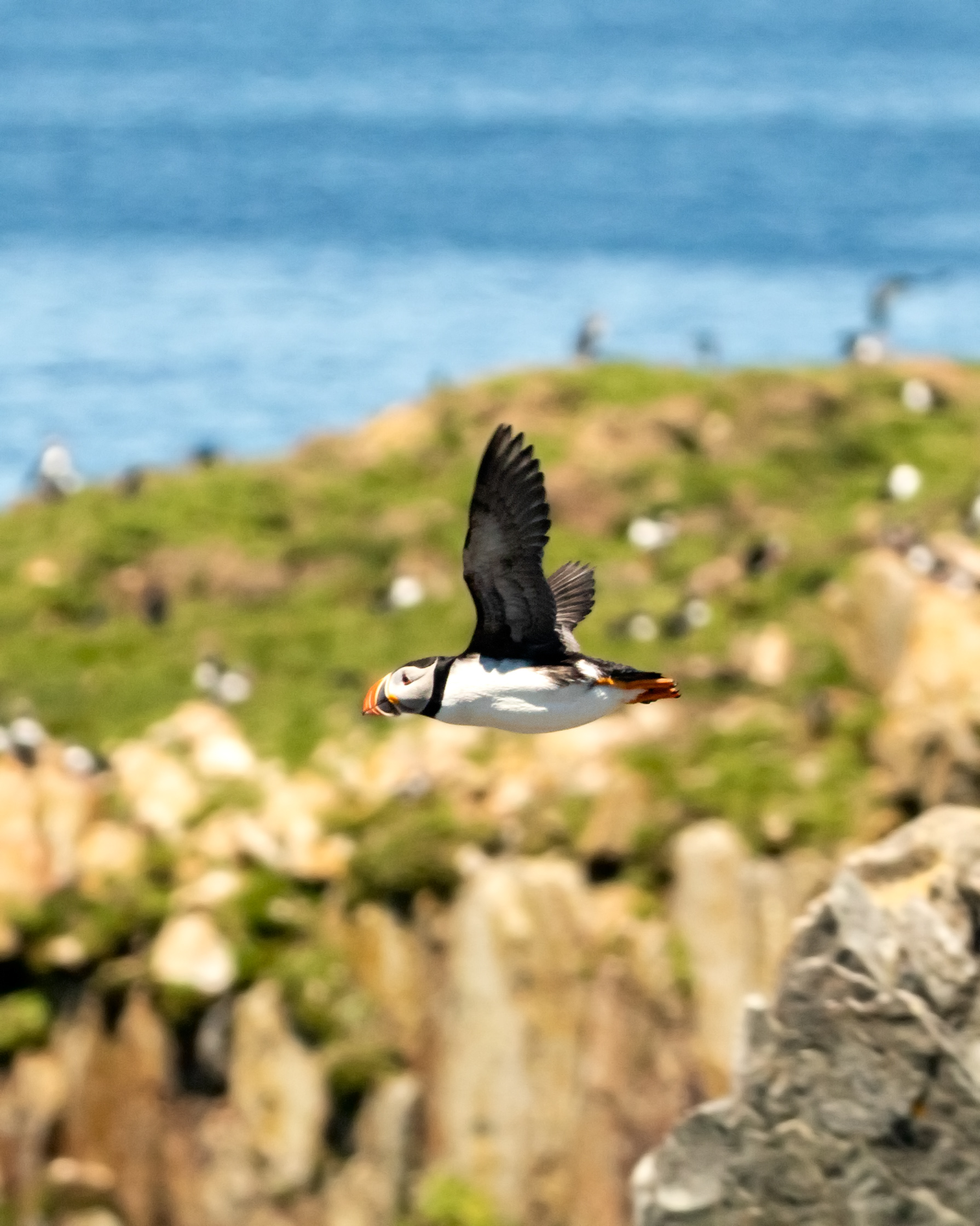 Puffins - Elliston Island