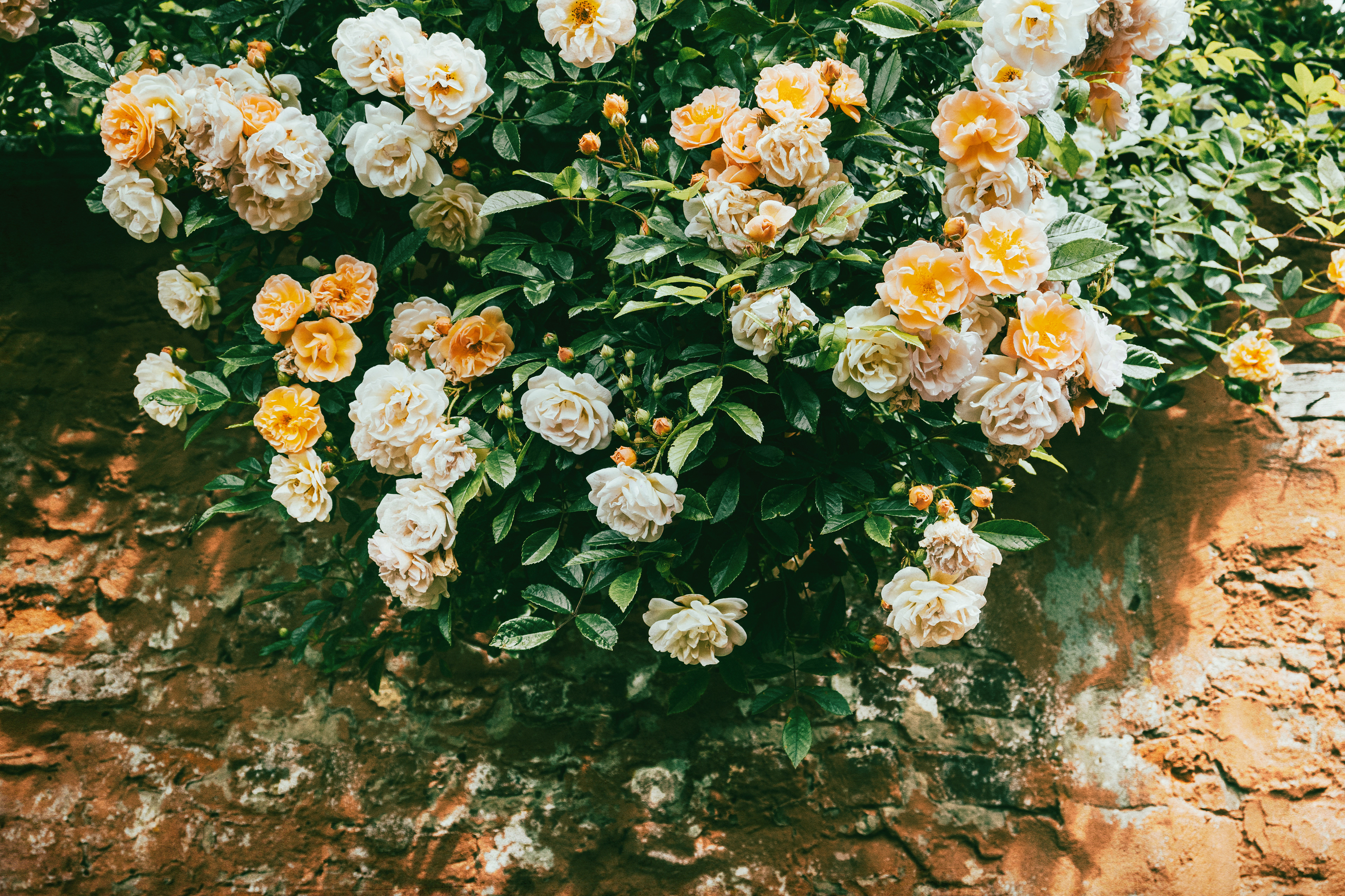 “We are all dreaming of some magical rose garden over the horizon instead of enjoying the roses blooming outside our windows today.” – Dale Carnegie
