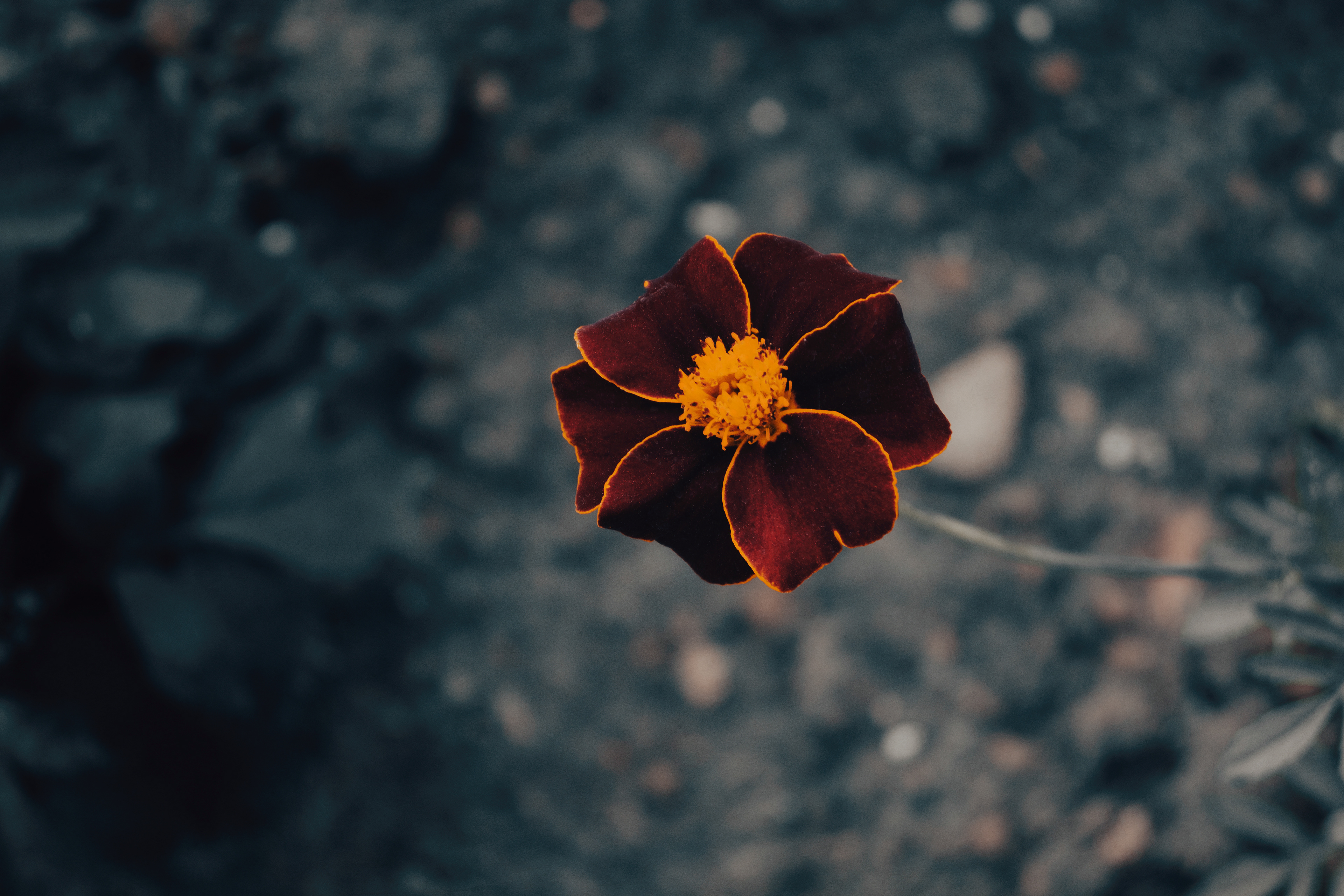 SOFT BEAUTY