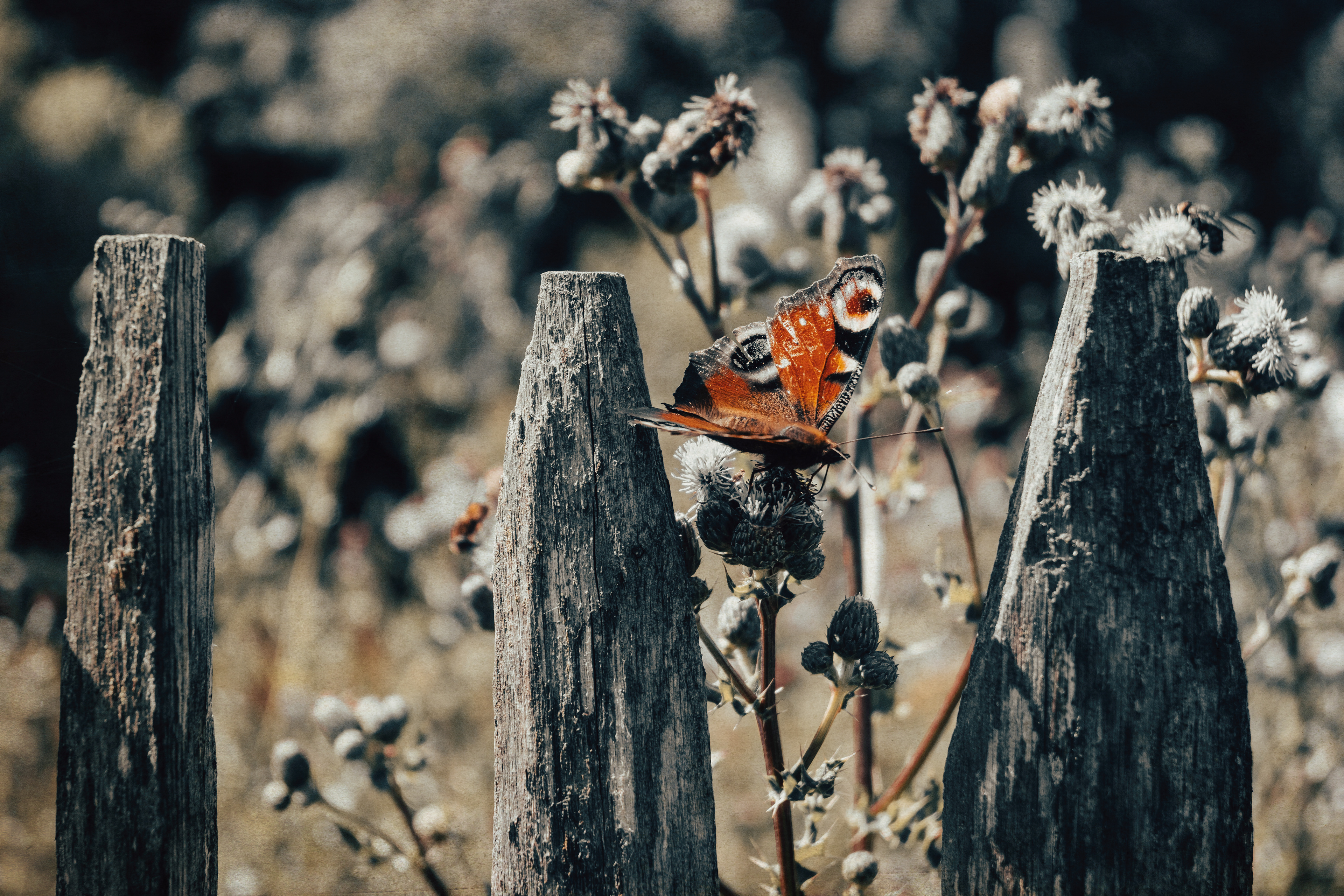 "Butterflies know the beauty of change."