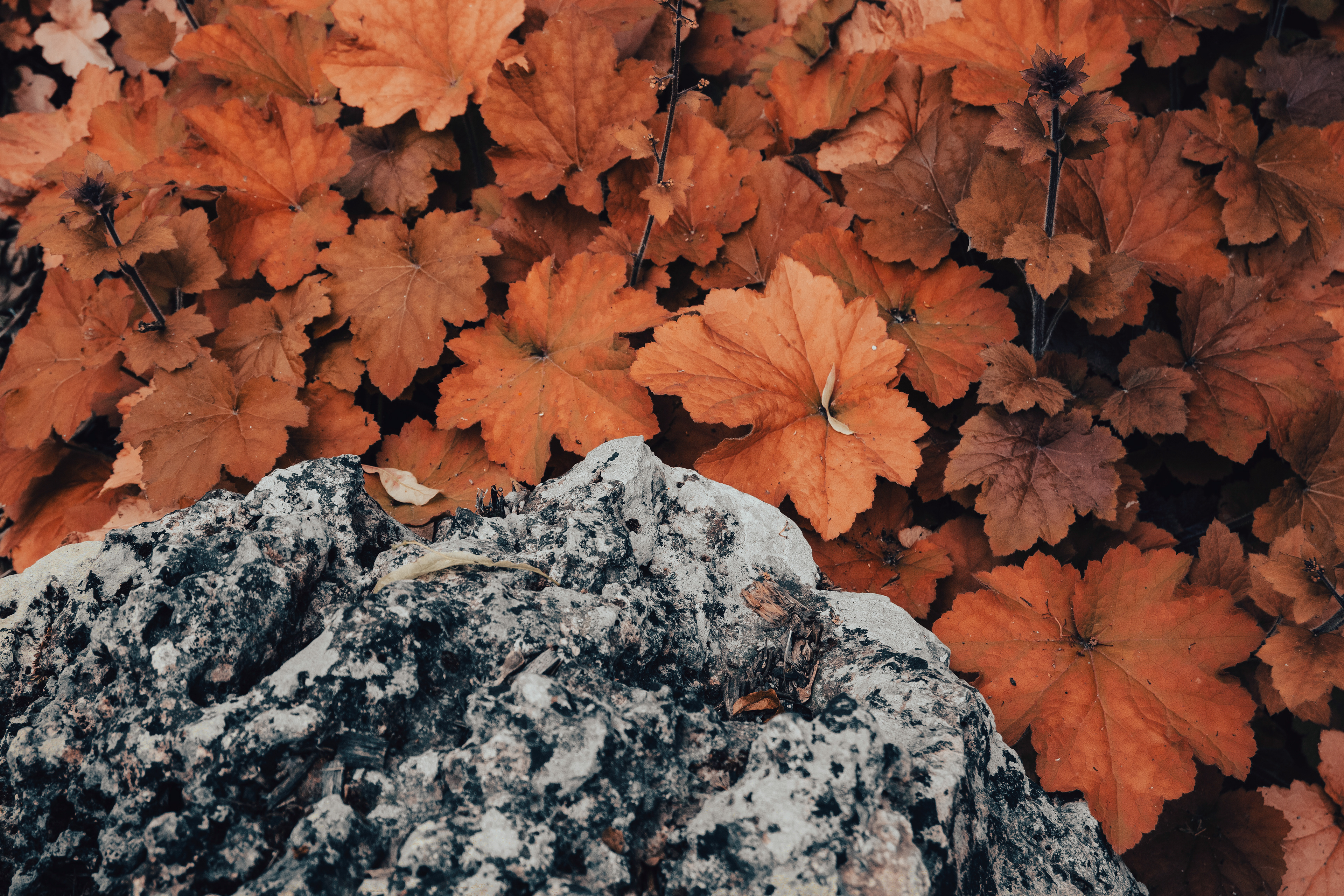 L'AUTOMNE