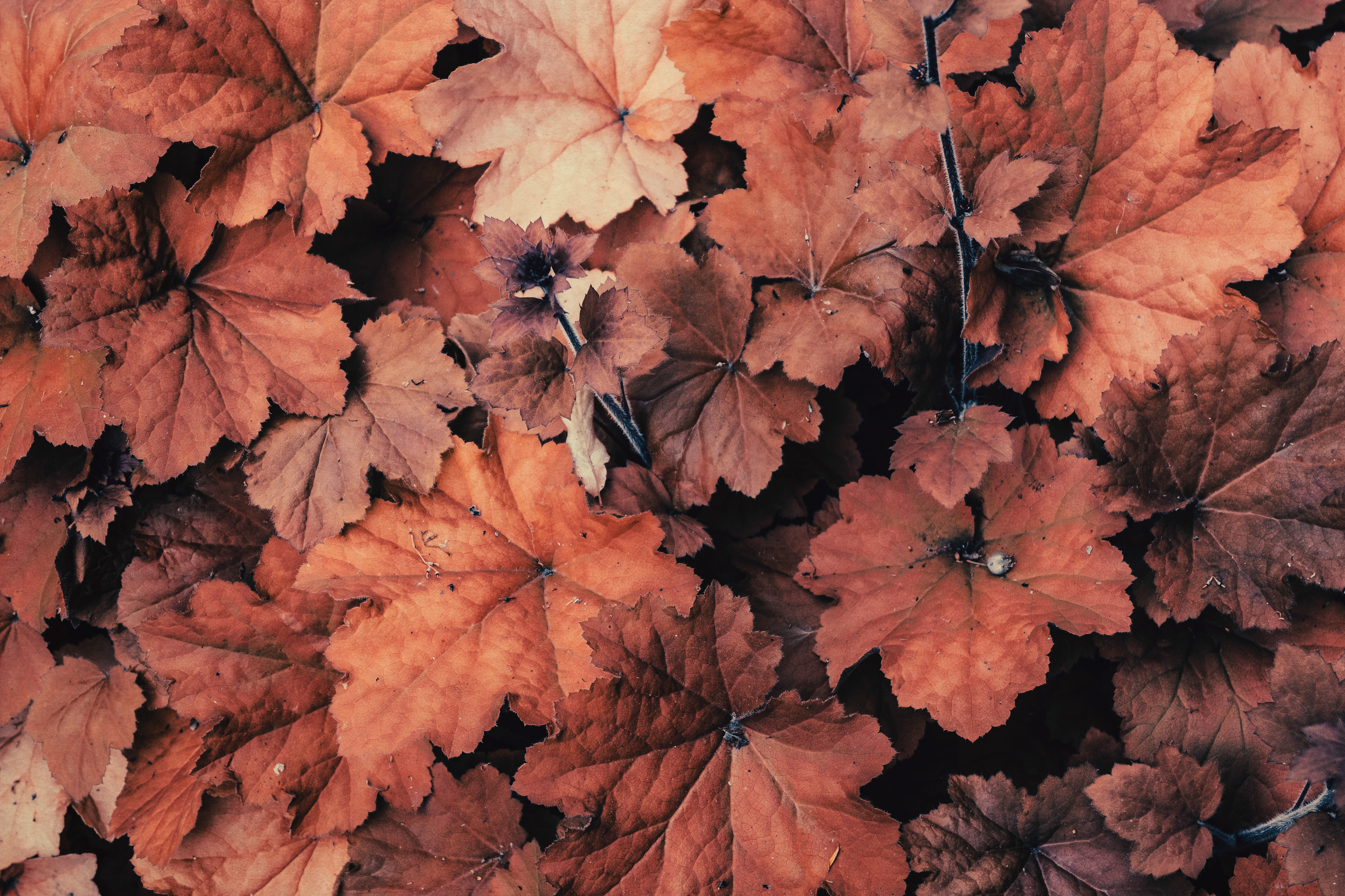 FALLEN BEAUTIES