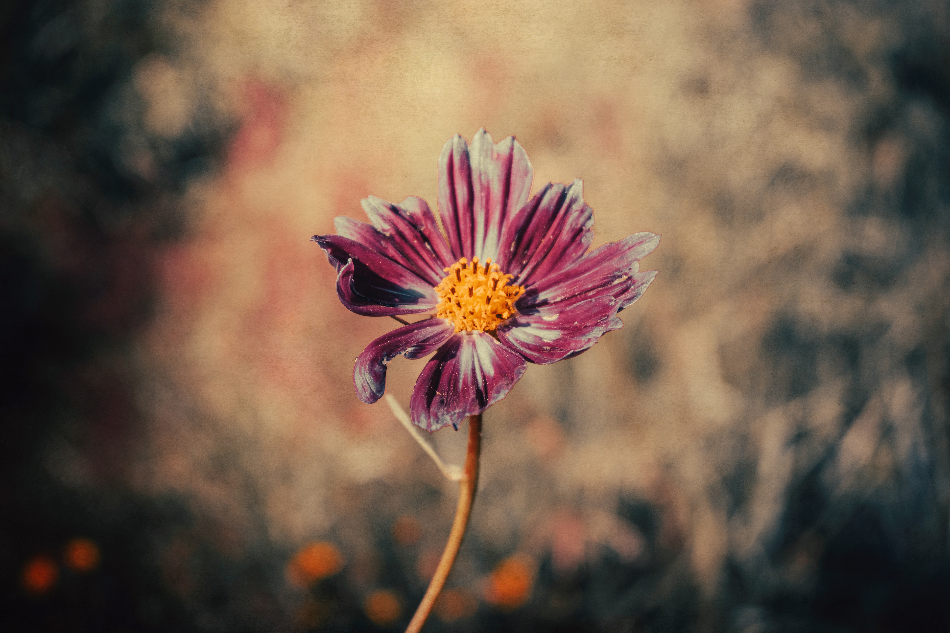 GARDEN STAR
