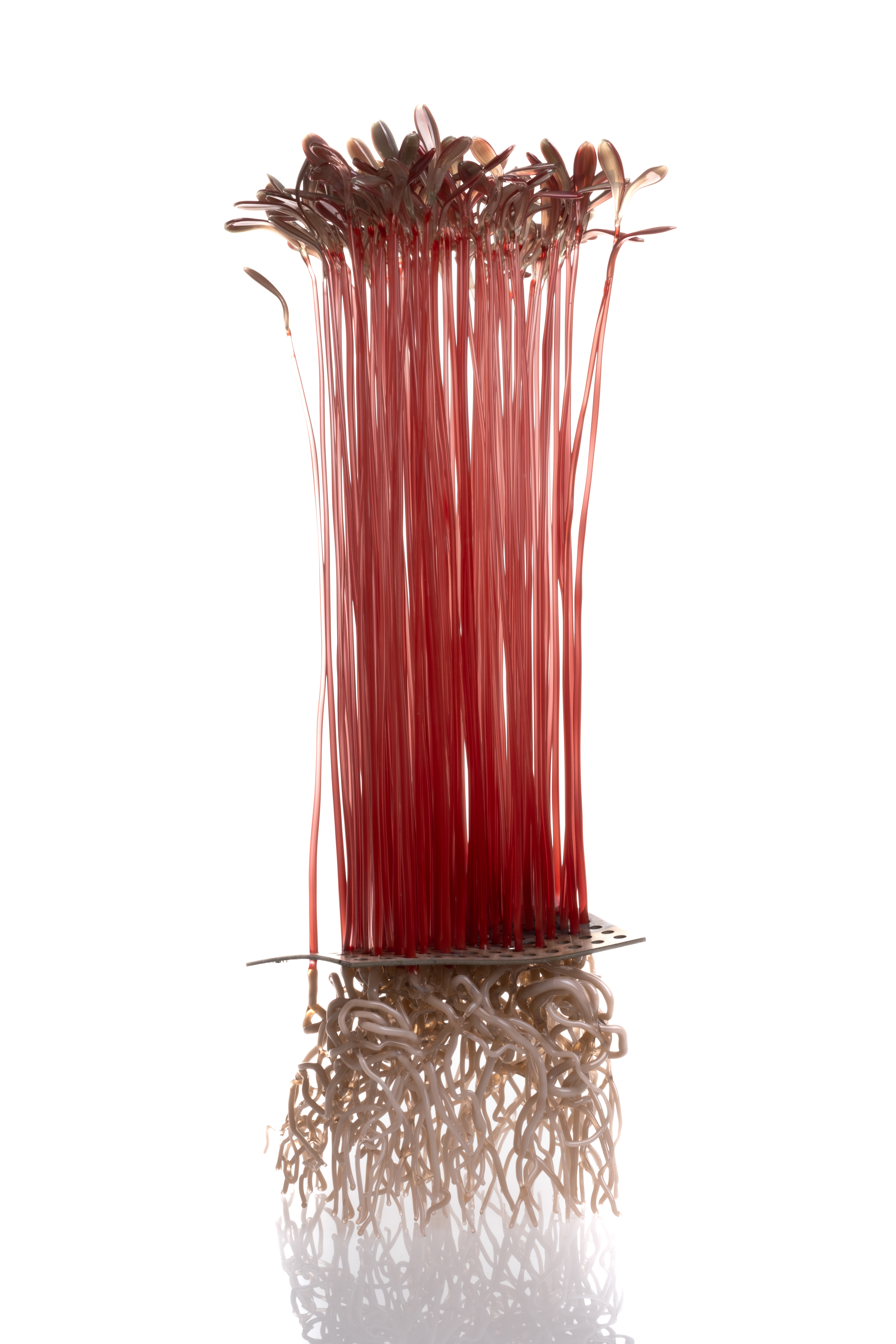 Microgreen, AMARATH Flamaworking Glass, stainless steel 20x20x42cm 2026