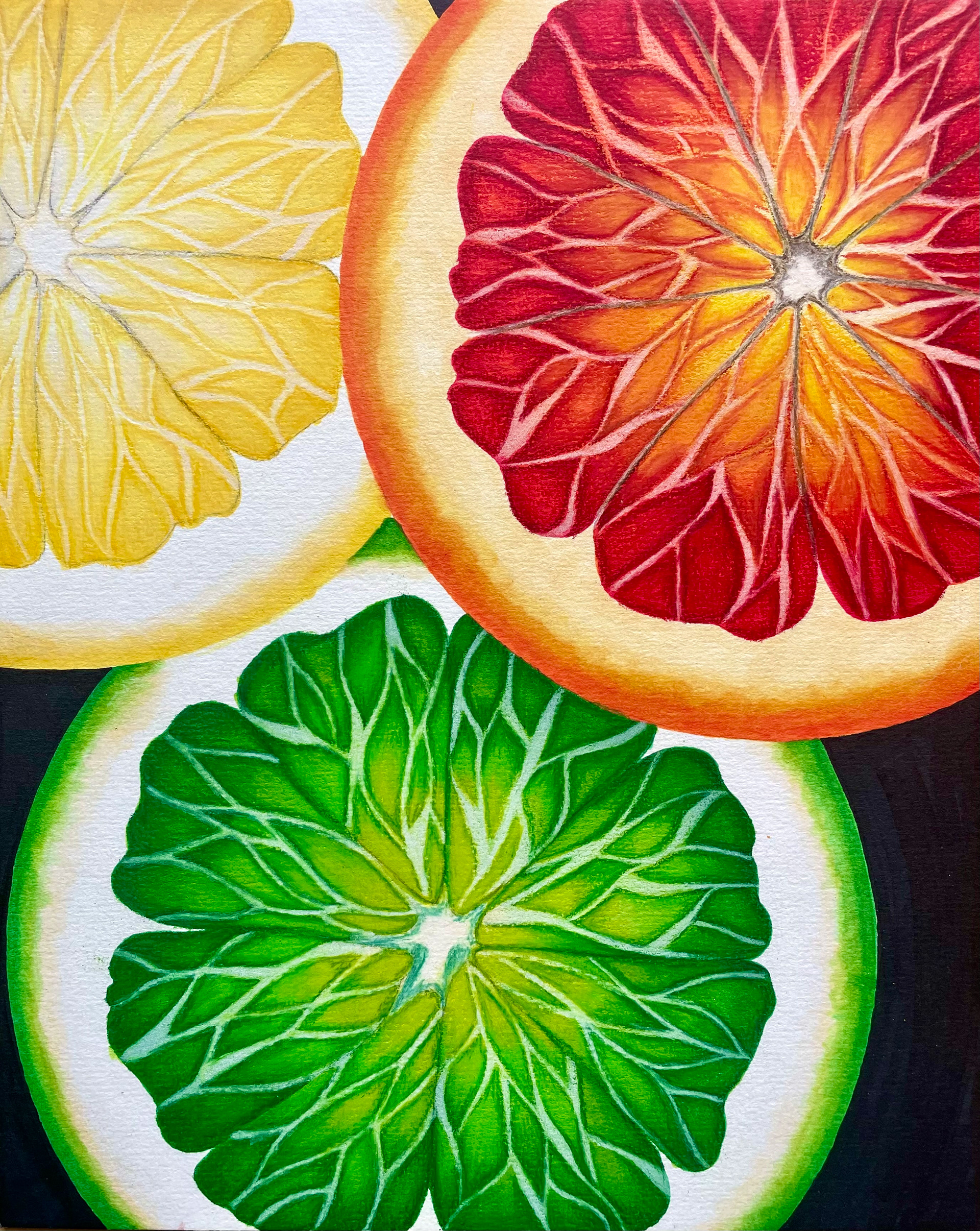 Citruses drawn using alcohol markers and colored pencils on mixed media art board