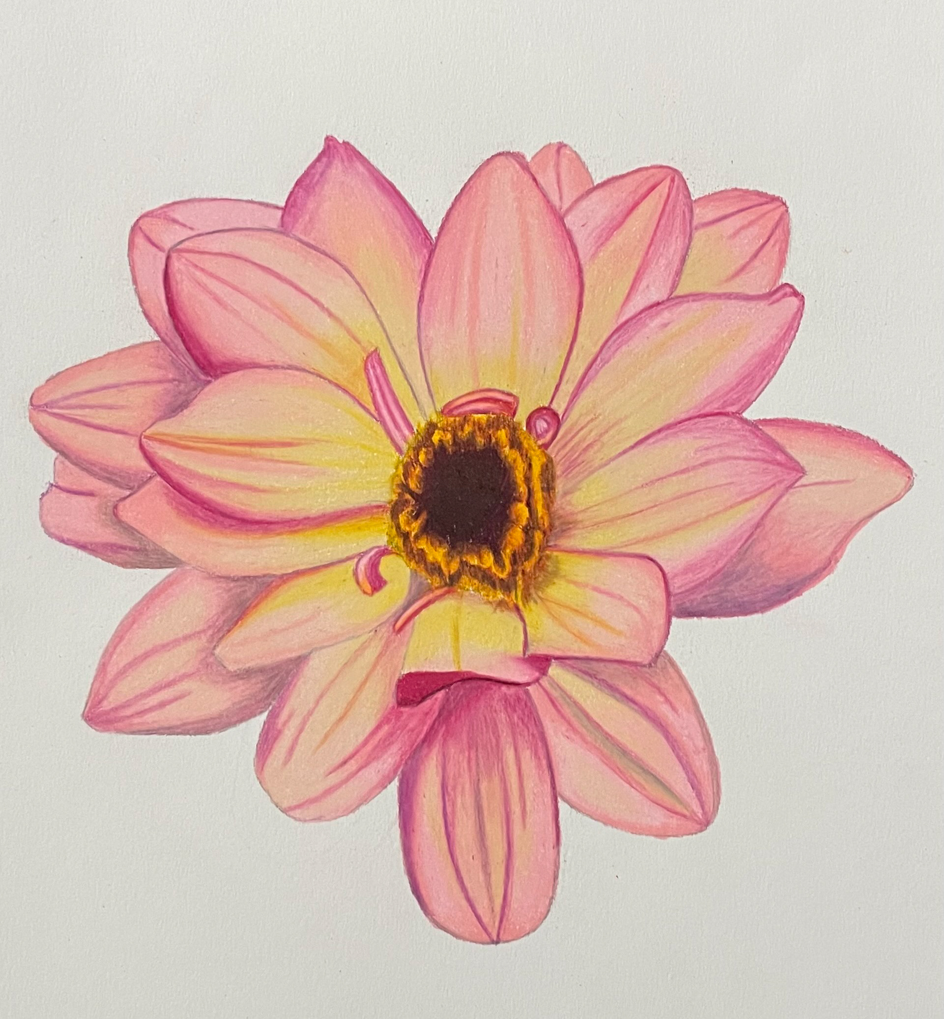 Flowers created on 8x11 mixed media paper with alcohol markers and colored pencils. 