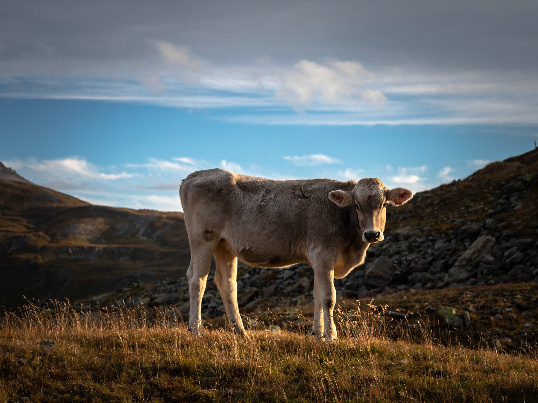 GOOD MORNING SUNSHINE