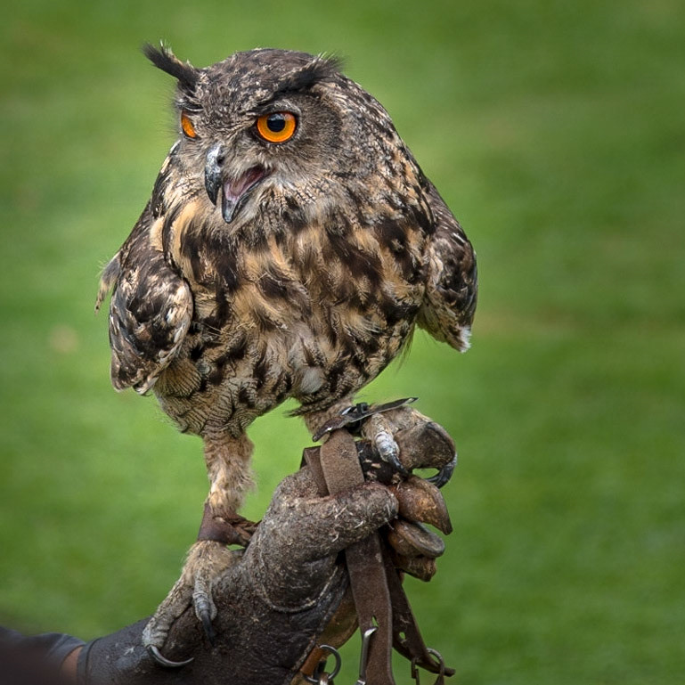 UHU - GREIFVOGELPARK BUCHS