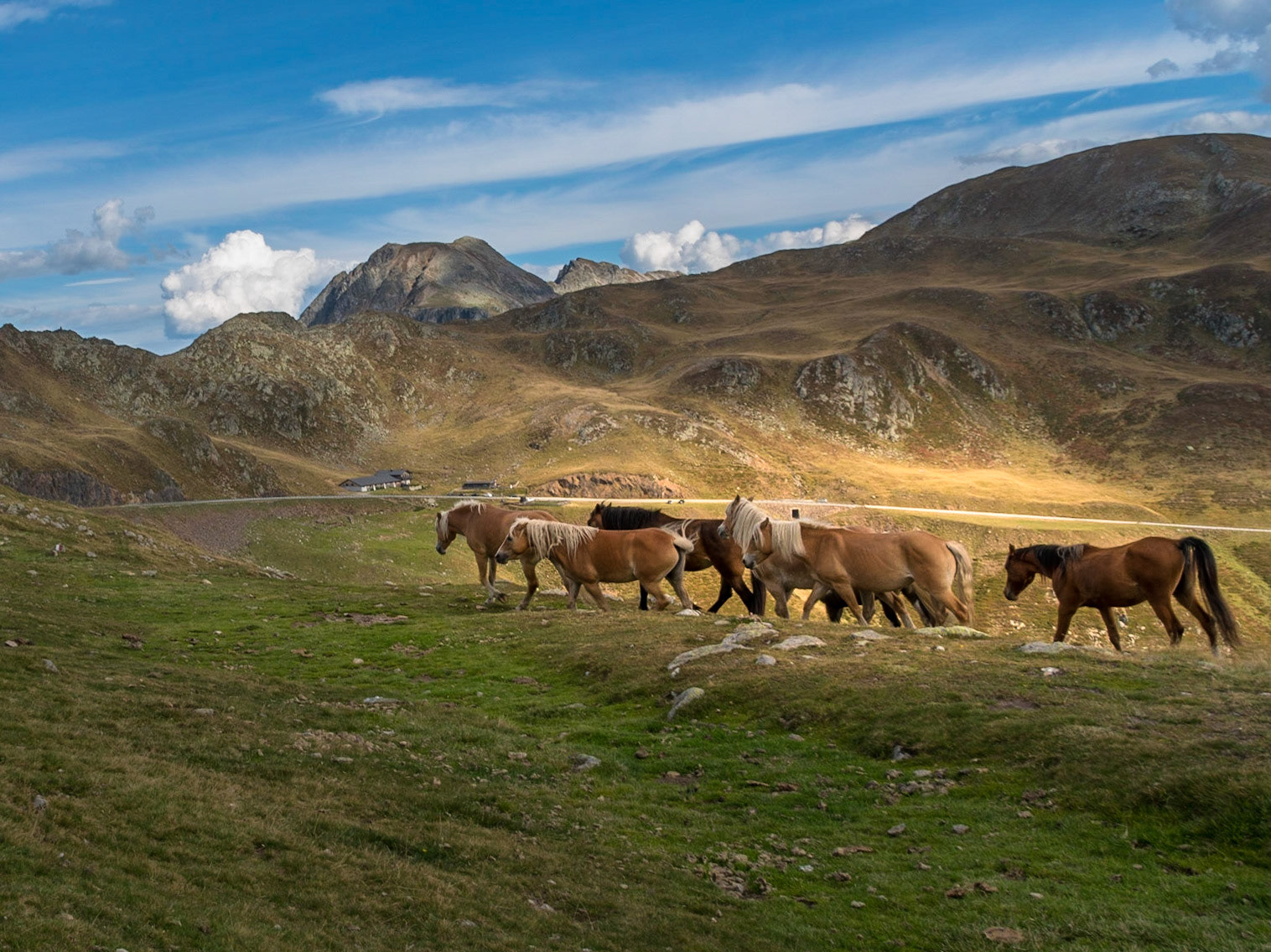 HORSES - PENSER JOCH