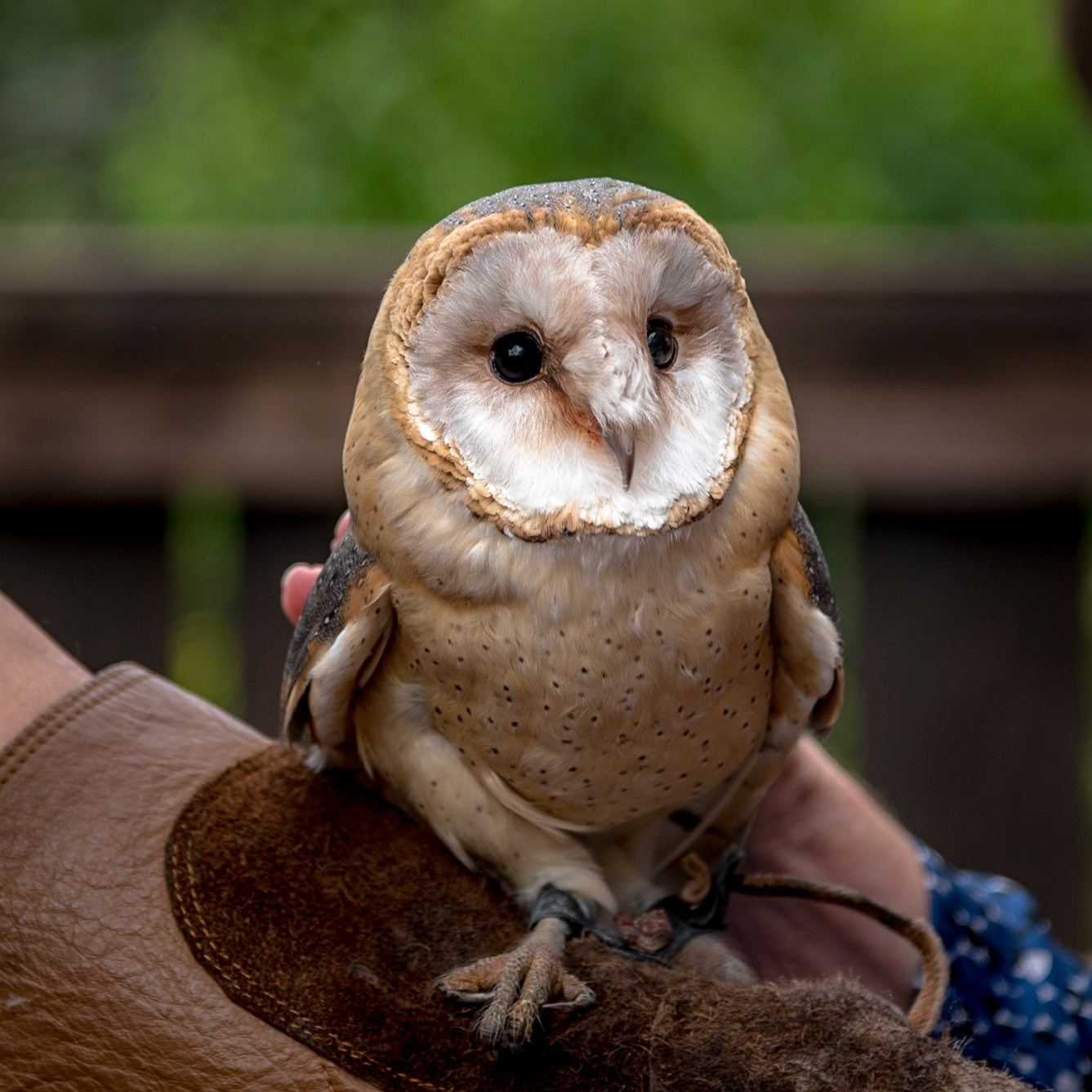 SCHLEIEREULE - GREIFVOGELPARK BUCHS