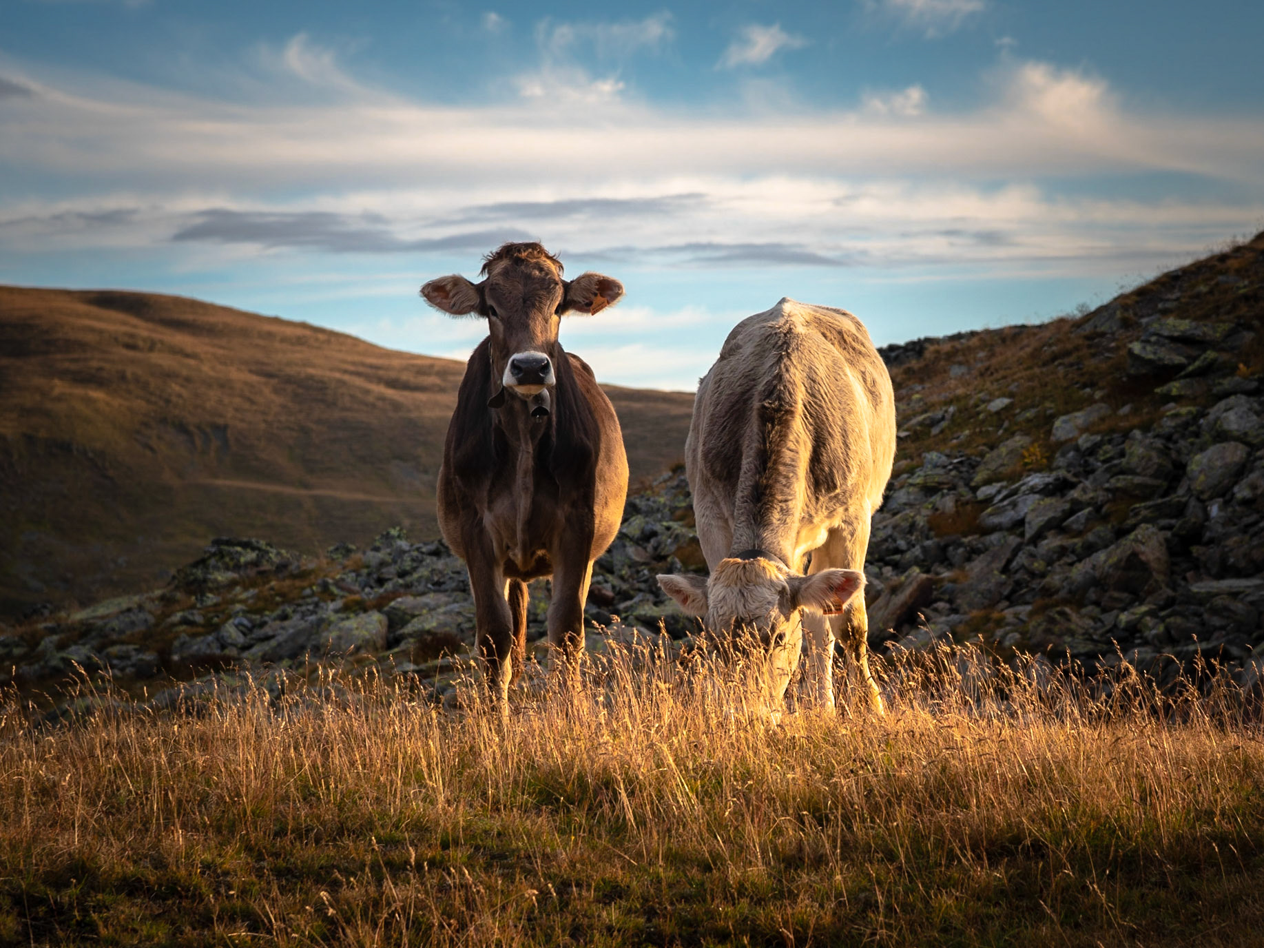 GOOD MORNING SUNSHINE