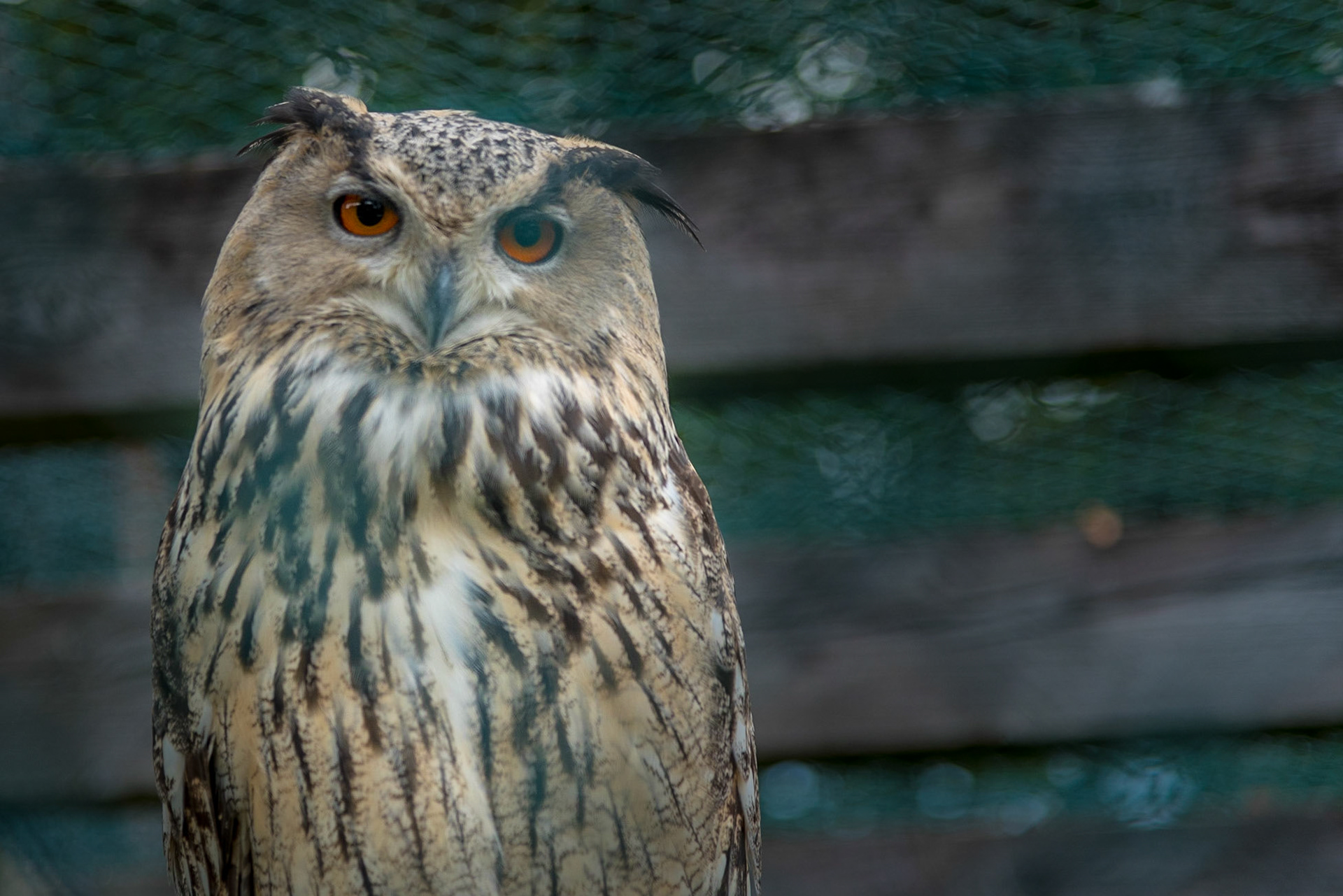 UHU - GREIFVOGELPARK BUCHS