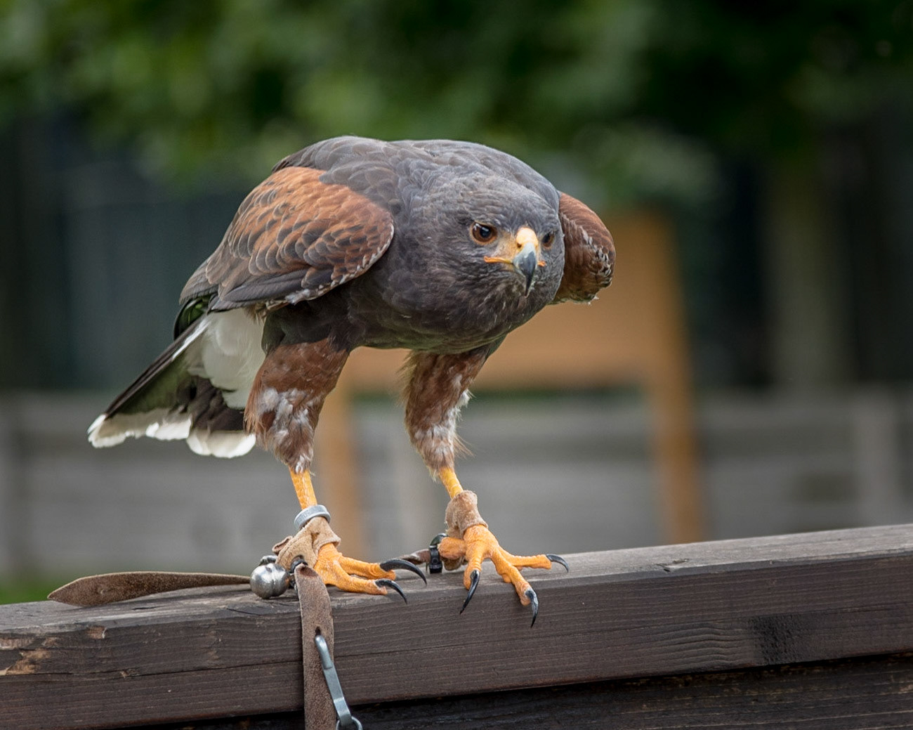 STEINADLER - GREIFVOGELPARK BUCHS