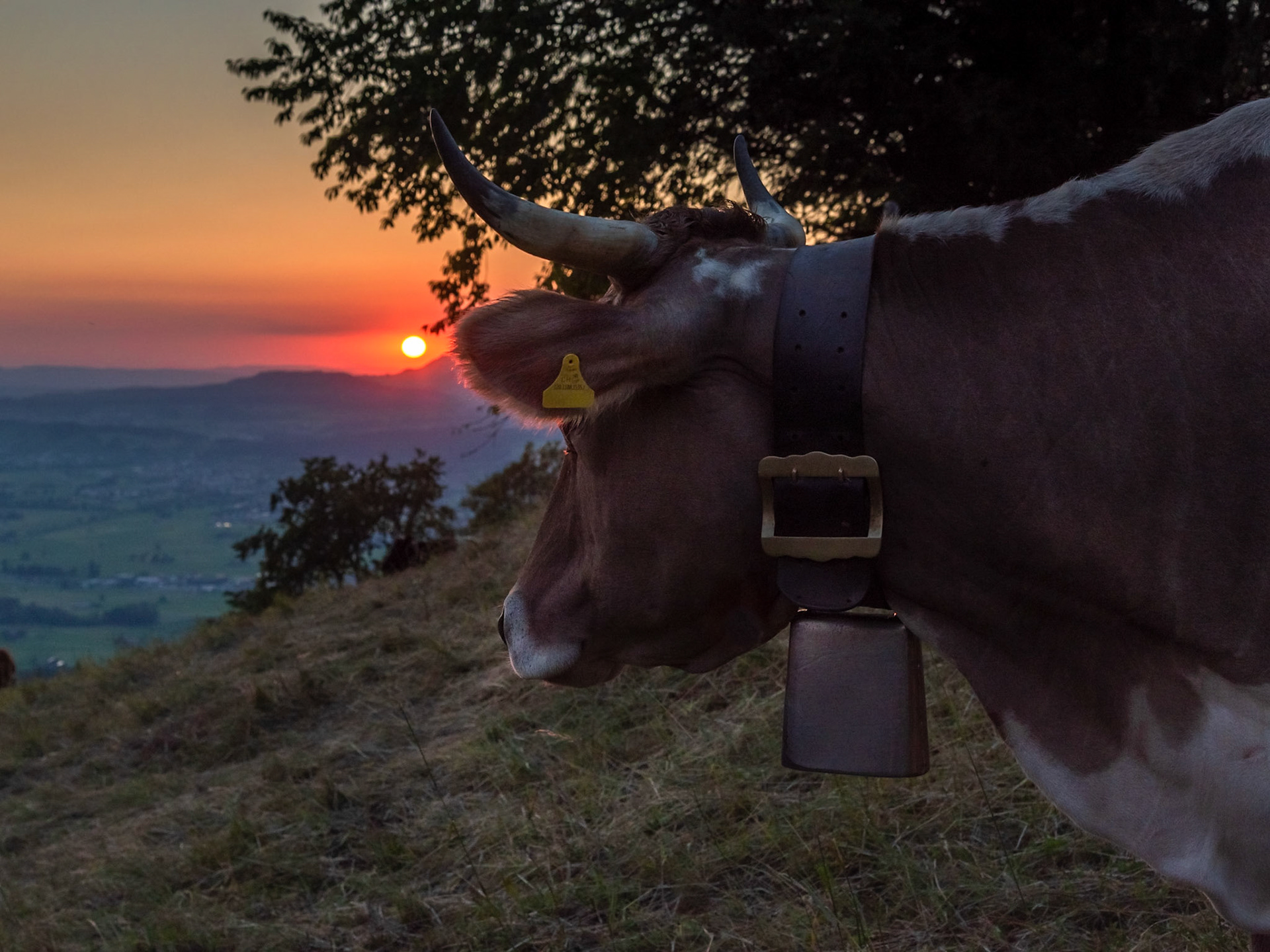 RED SUNSET - ANIMALS ENJOY