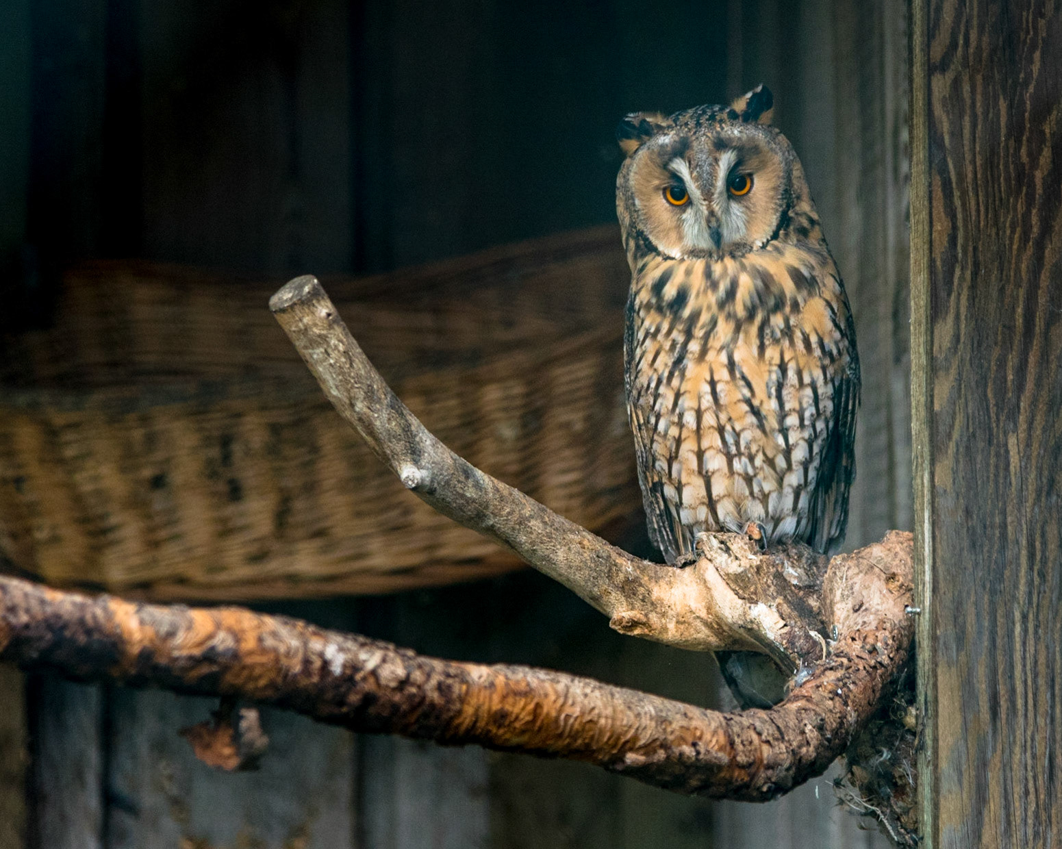 WALDOHREULE - GREIFVOGELPARK BUCHS