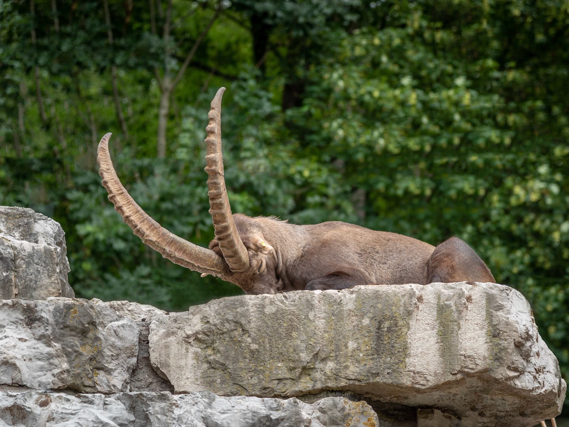 ALPENSTEINBOCK - WILDNISPARK LANGENBERG
