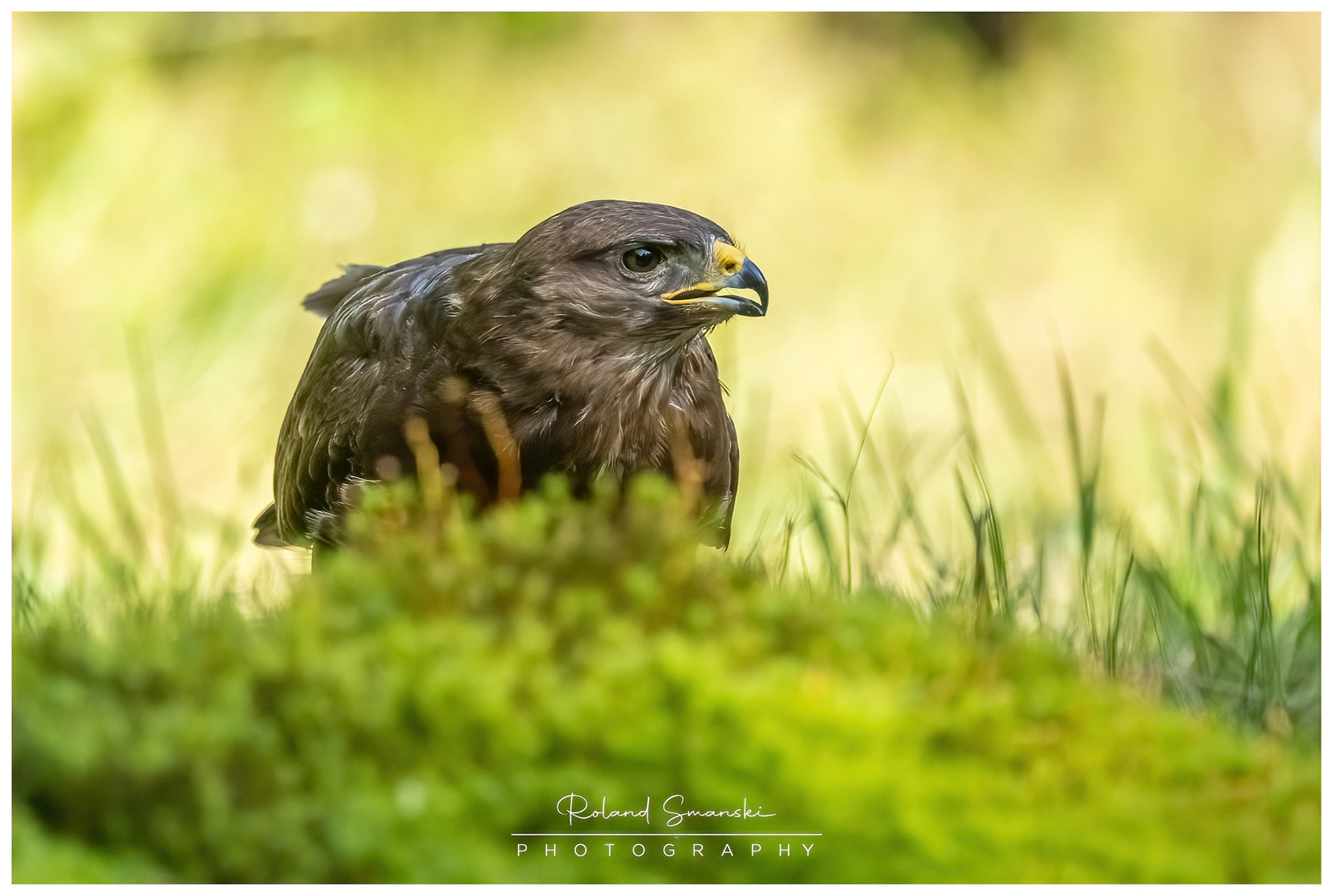 buizerd