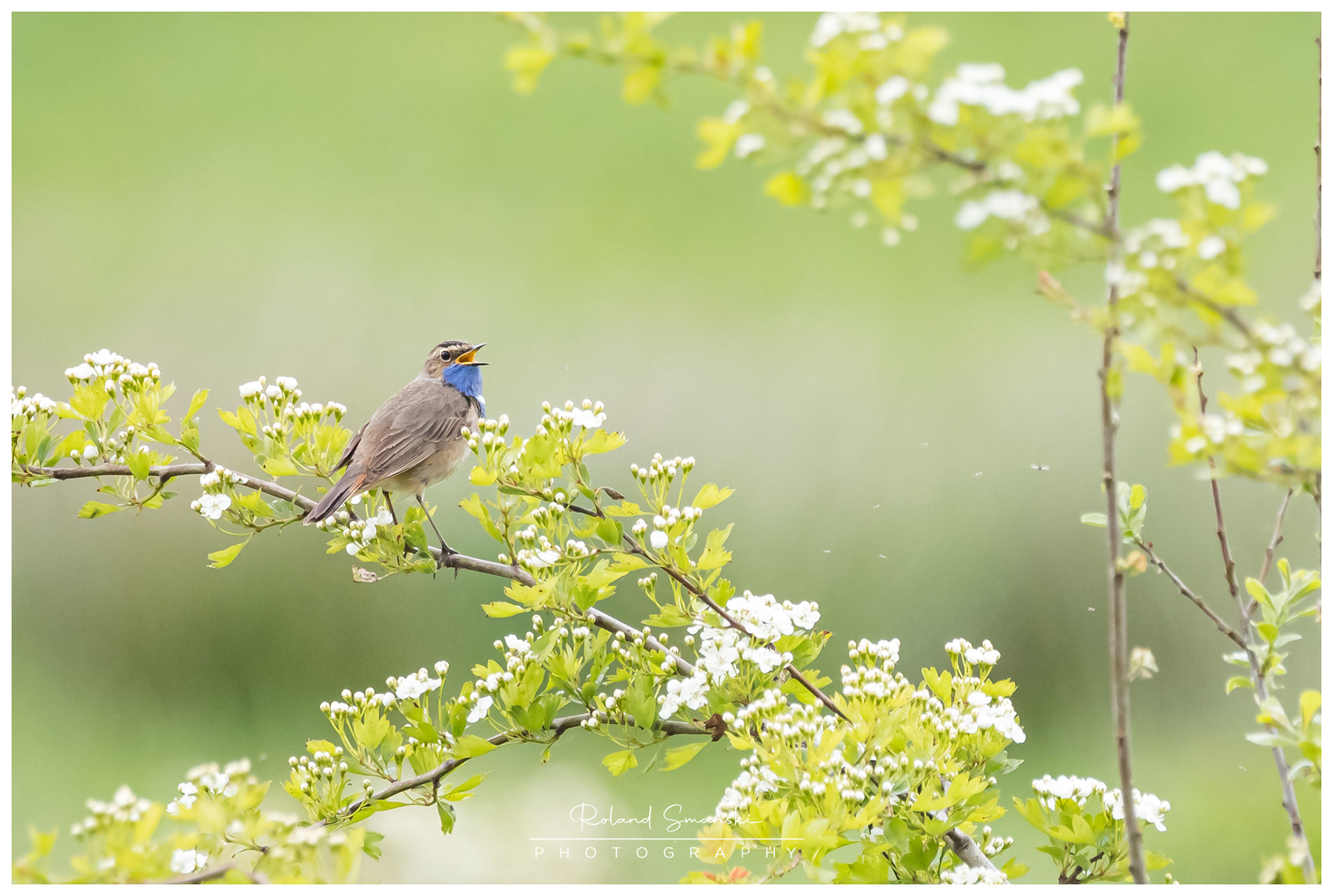 blauwborst
