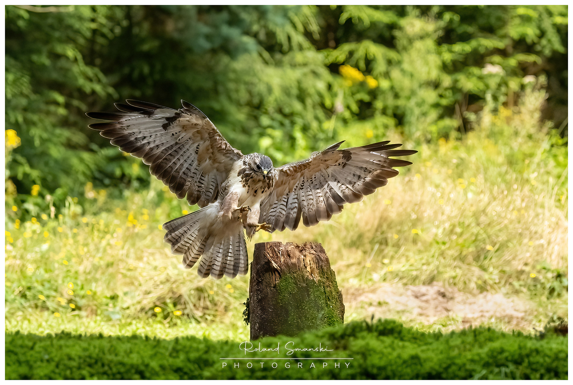 blonde buizerd in the landing zone